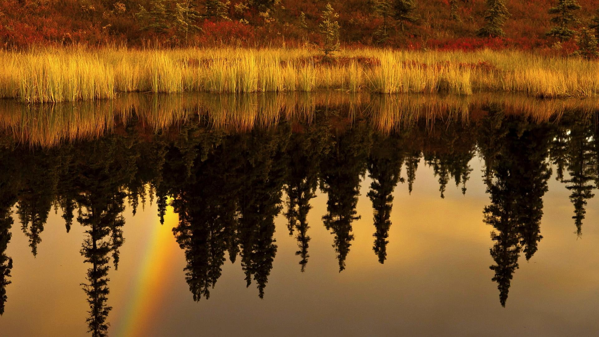 landscape, seasons, silhouette, reflection, trees, national park, background, mirrored, r, lake, rive, pond, water, nugget, 1080P, upside down, grass, HD Wallpaper