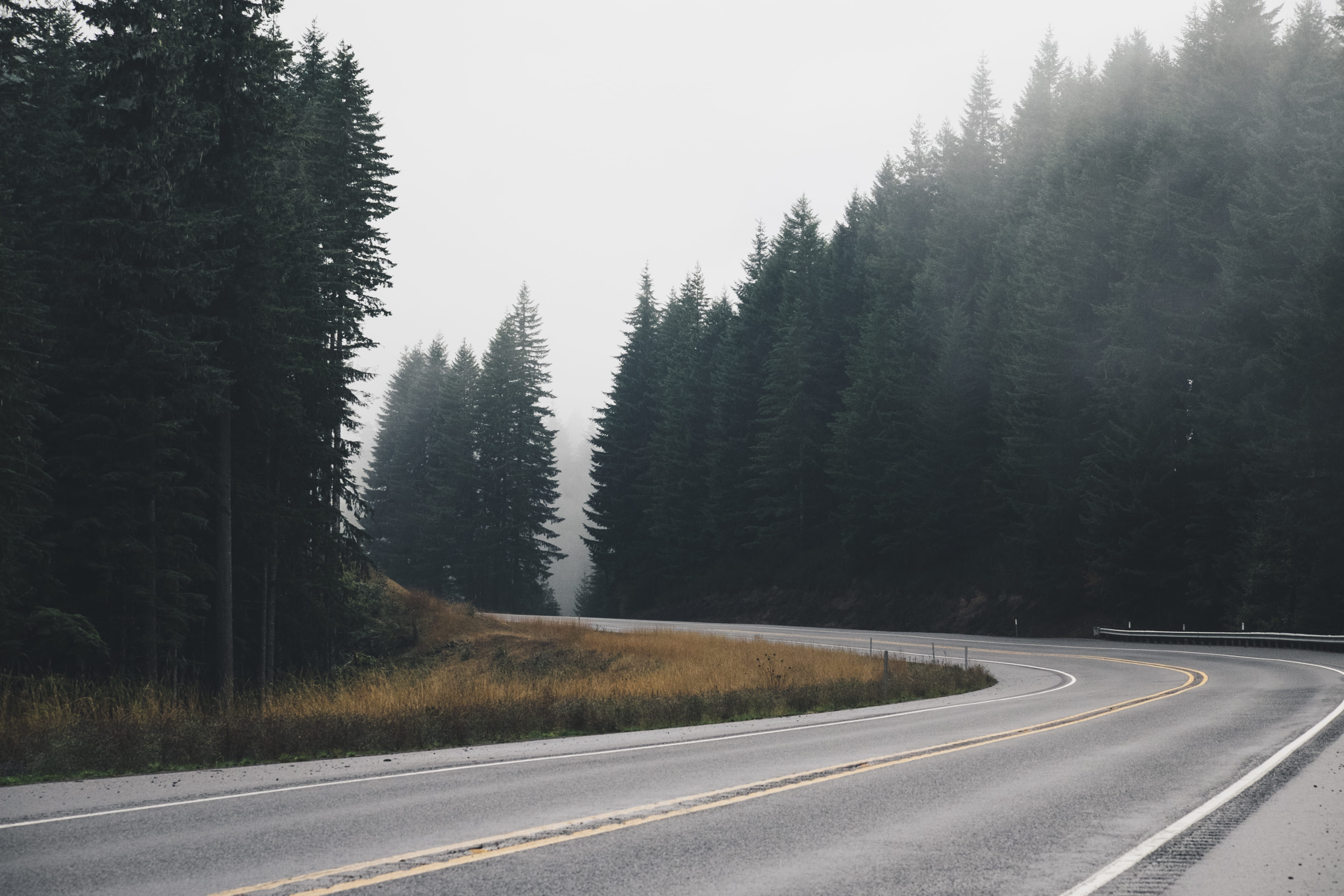 pacific northwest, winding, panoramic, sign, misty, inline, coniferous tree, country, plant, empty road, marking, transportation, double yellow line, curve, HD Wallpaper