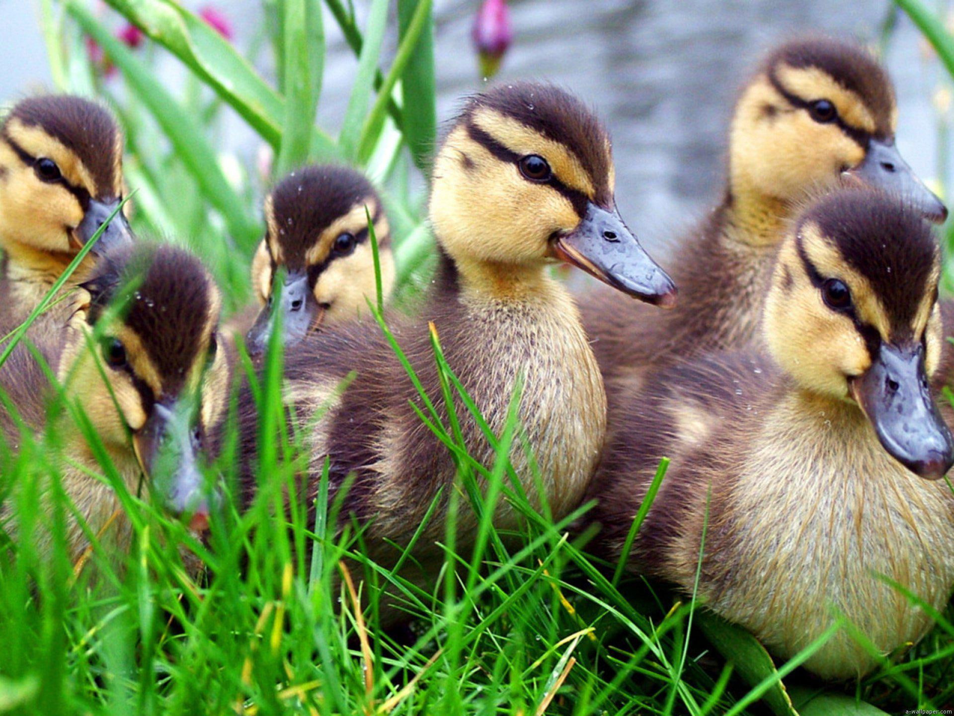 grass, lacke, little, 1080P, wild, animals, ducks, HD Wallpaper