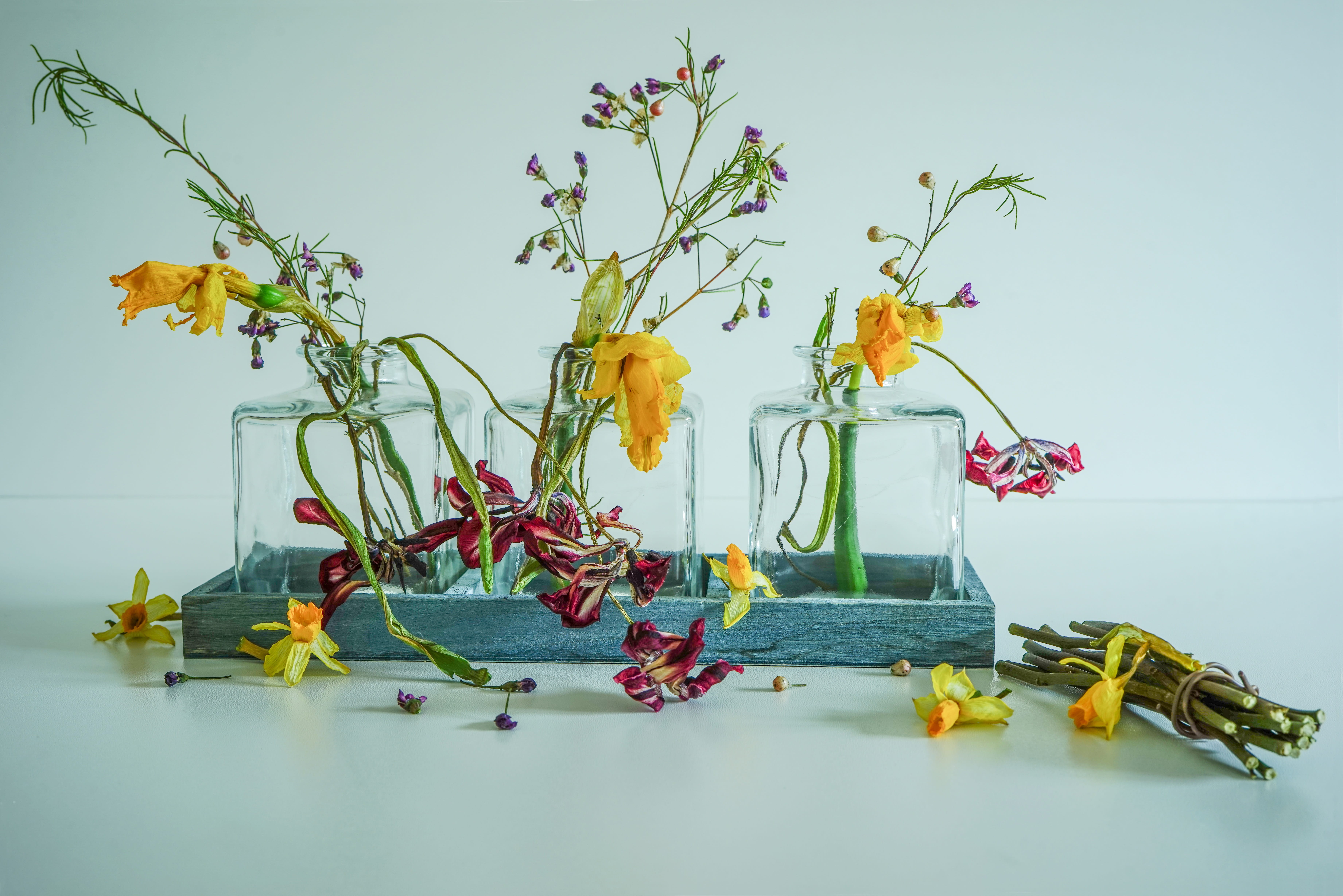 symbol of impermanence, deco, dry, the end, studio shot, food, flower head, magenta, close-up, table, nature, leaf, variation, choice, dried flowers, indoors, HD Wallpaper