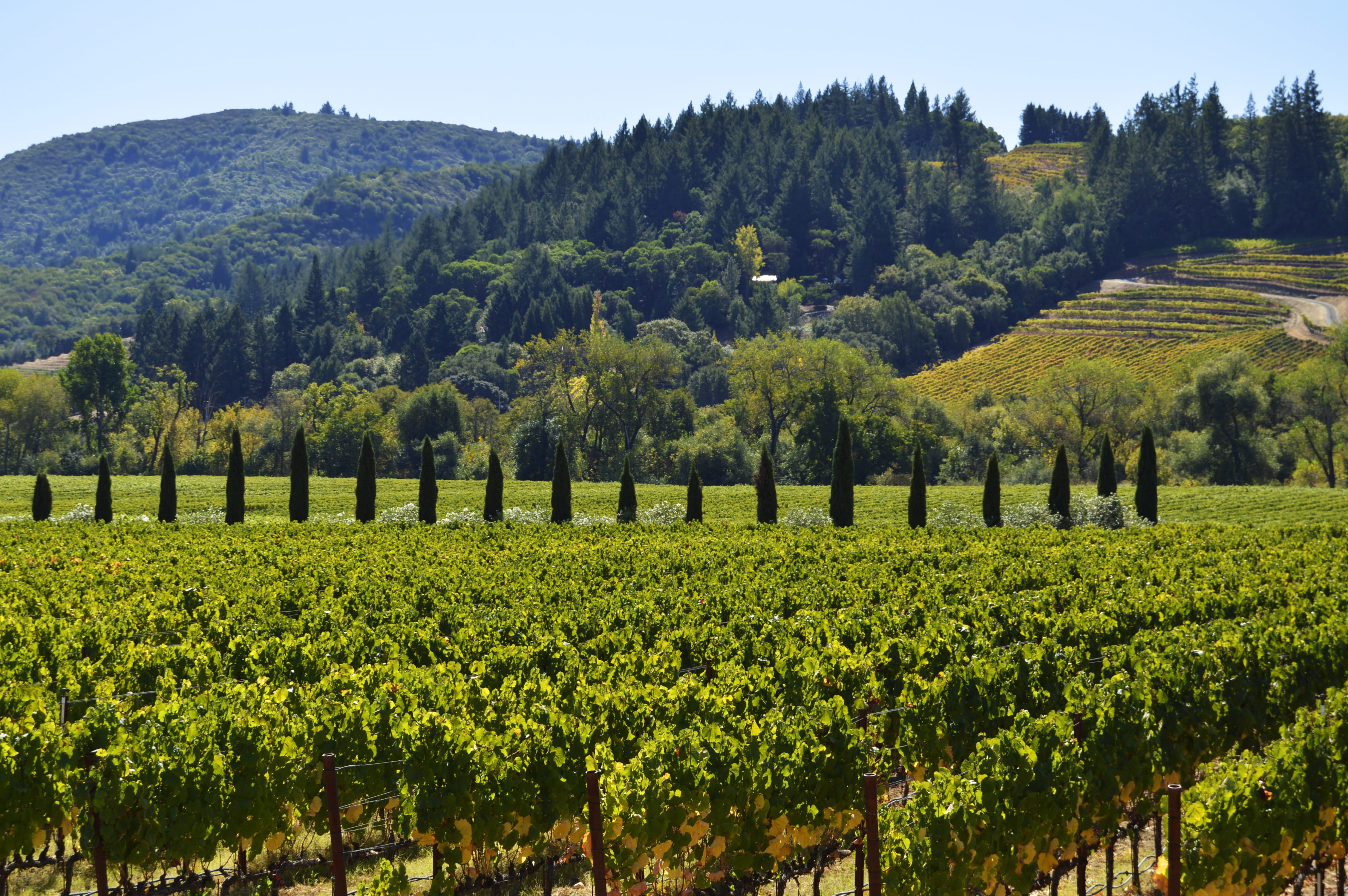 wine, hills, hilly, landscape, winery, outdoor, winemaking, sonoma, rural scene, viticulture, countryside, plant, summer, scenic, tourism, agriculture, HD Wallpaper