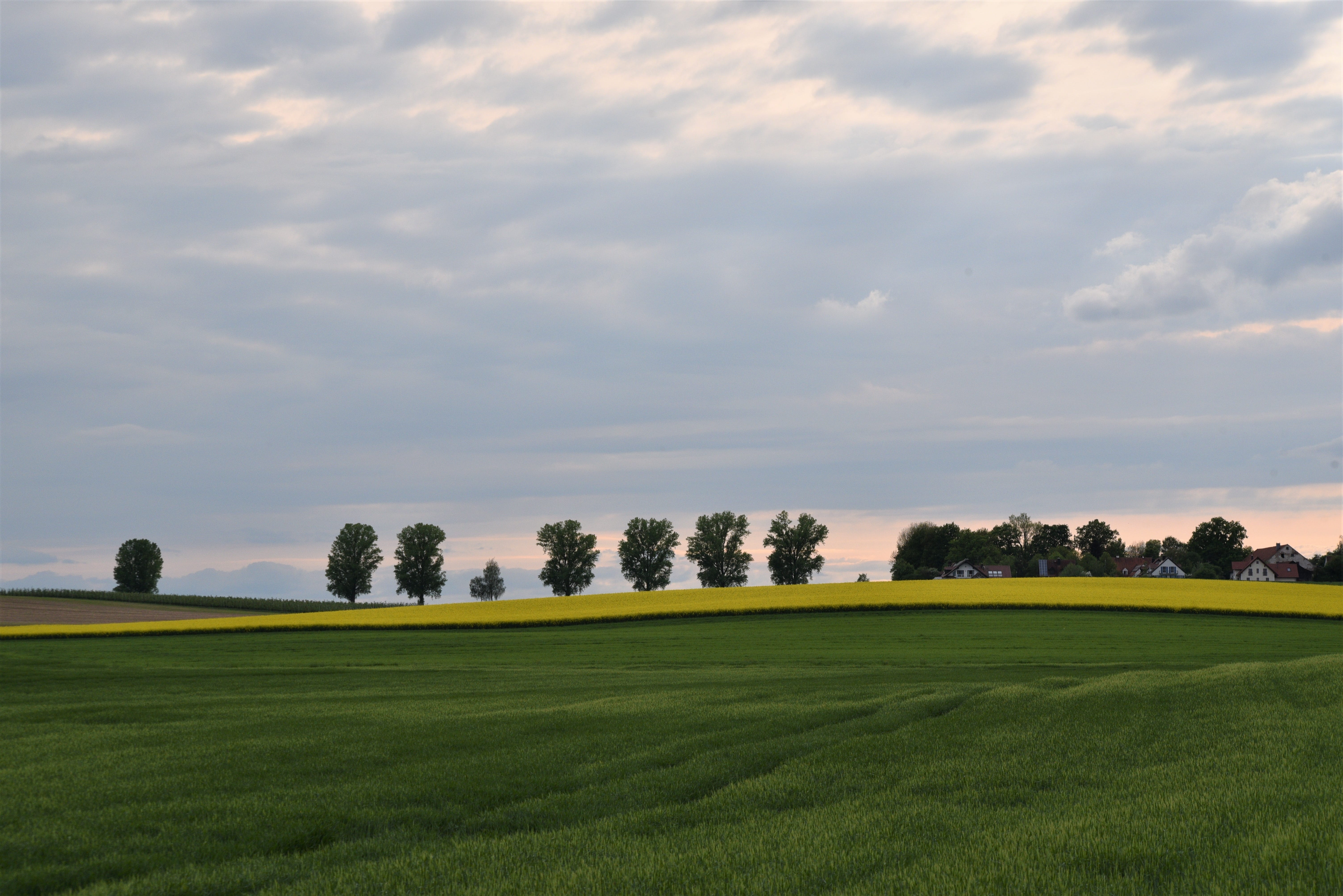 environment, day, green color, ground, scenics - nature, agro photo, golf course, no people, grass, crop production, 5K, beauty in nature, landscape, sky, HD Wallpaper