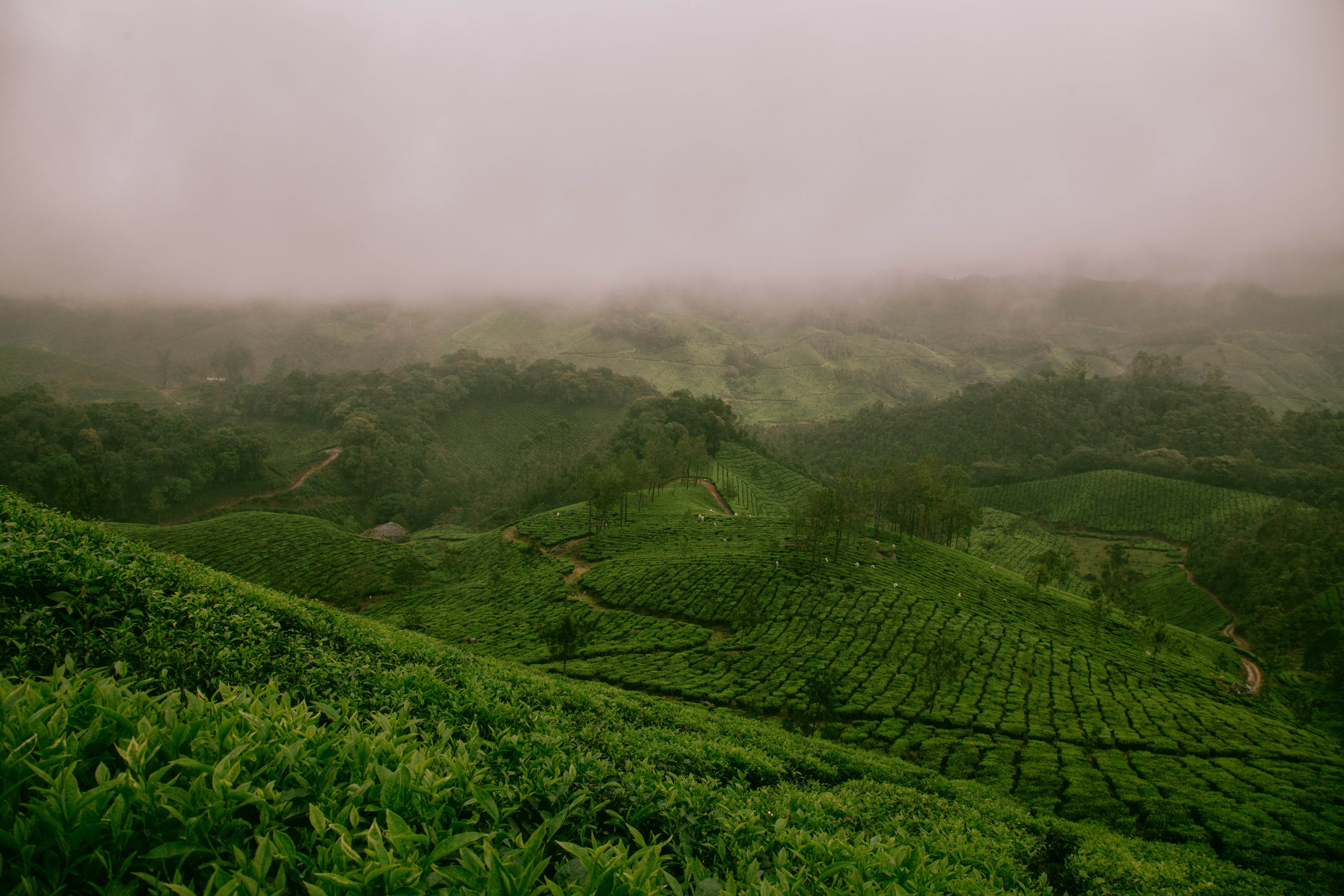 field, plant, mountains, farm, nature, landscape, fog, trees, beauty in nature, hill, no people, tea crop, outdoors, social issues, foggy, tropical tree, HD Wallpaper