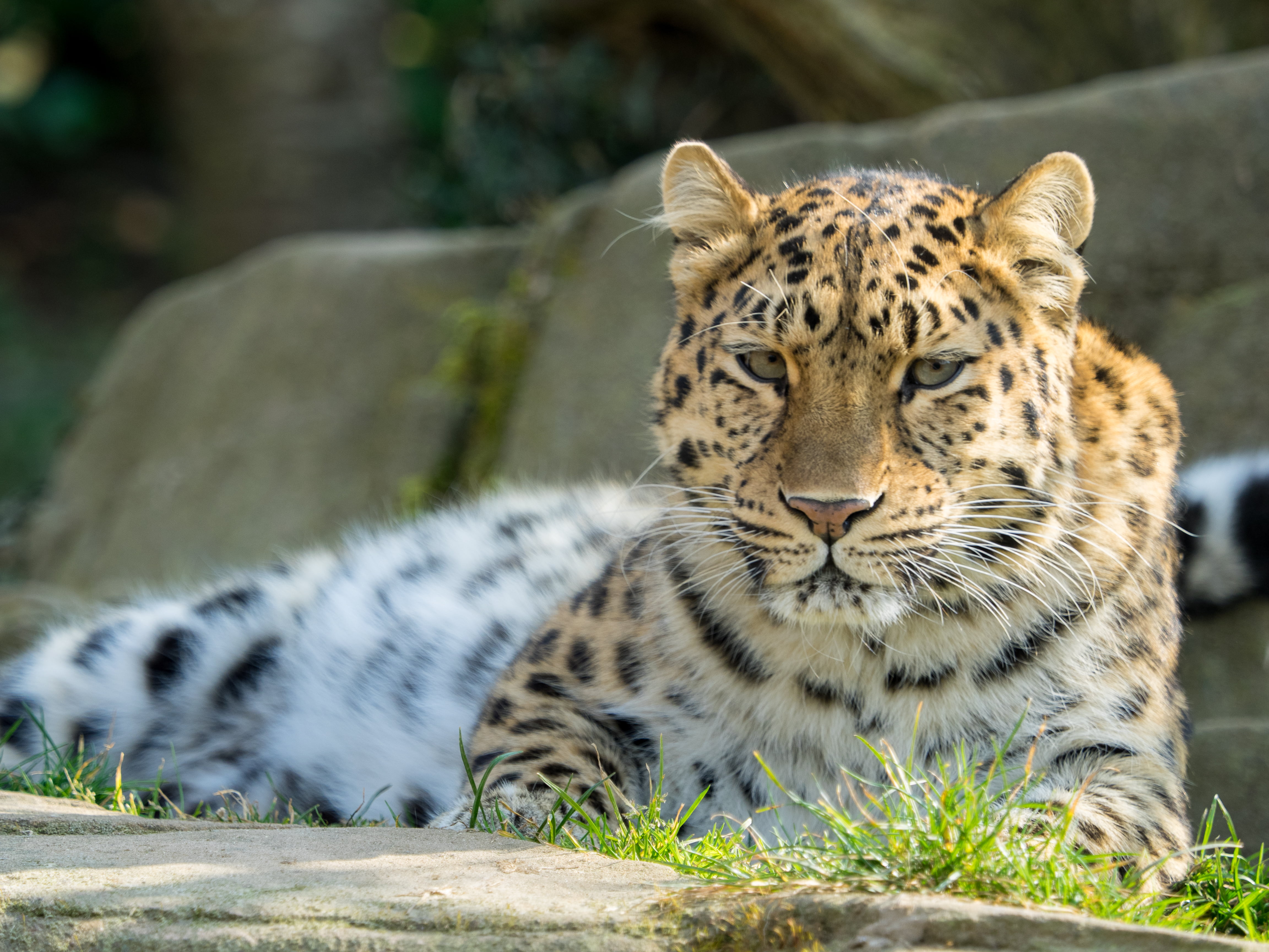 spotted, gray, 4K, wildlife  zoo, showing, animal, day out, floor, danger, africa, outdoors, MC, M1, safari Animals, D E, Olympus, Zuiko Digital, feline, HD Wallpaper