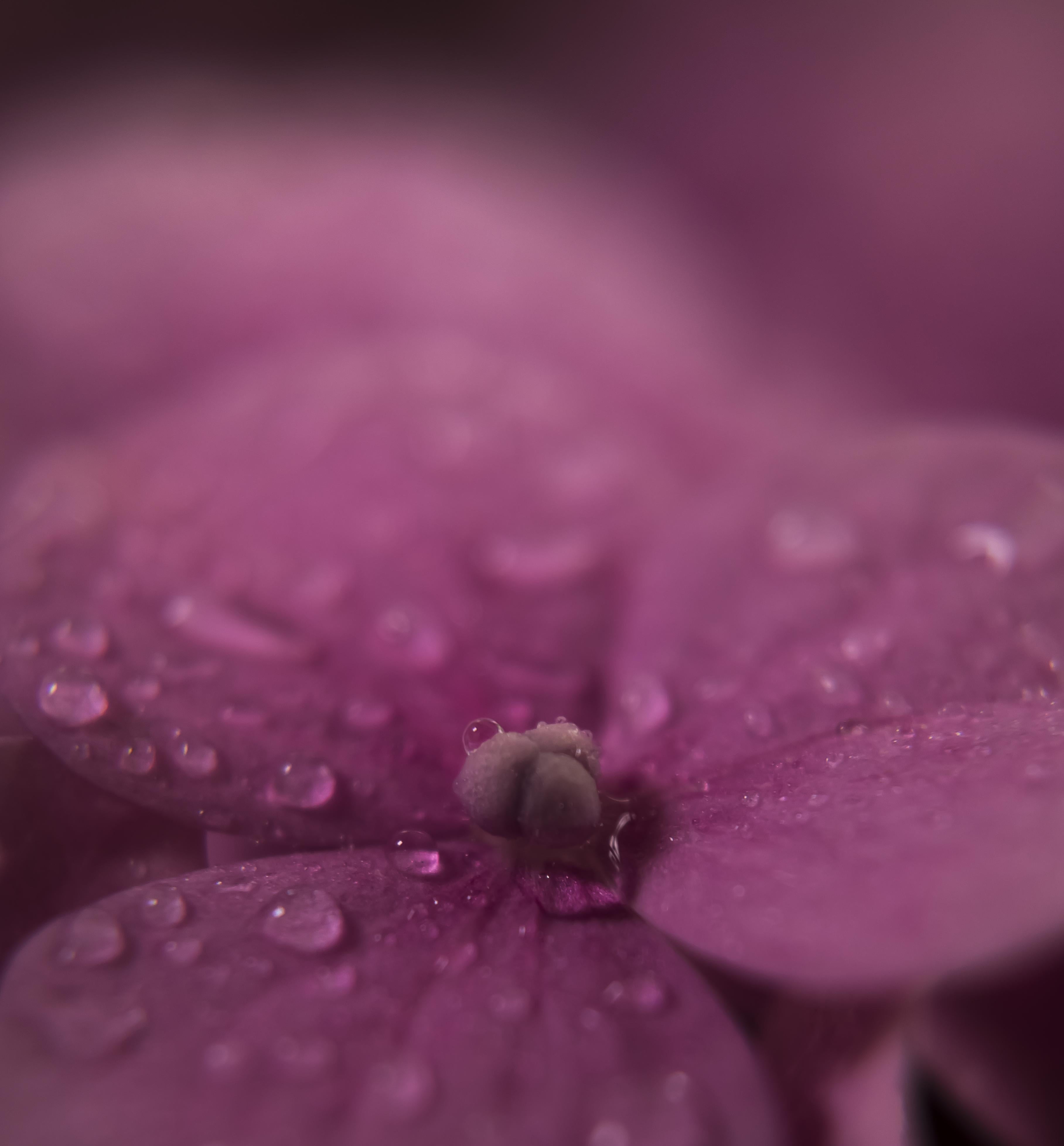 Flower, Droplets, macro, Explore, nature, SONY, dewdrops, drop, dew, photogrphy, close-up, depth of field, plant, Water, freshness, Colour, 4K, pink, Hydrangea, Phone HD Wallpaper