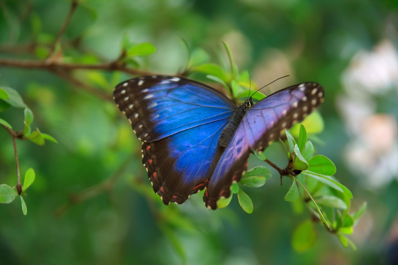 blue, 720P, insect, wings, green, colorful, leaves, animals, butterfly, macro, wildlife, HD Wallpaper