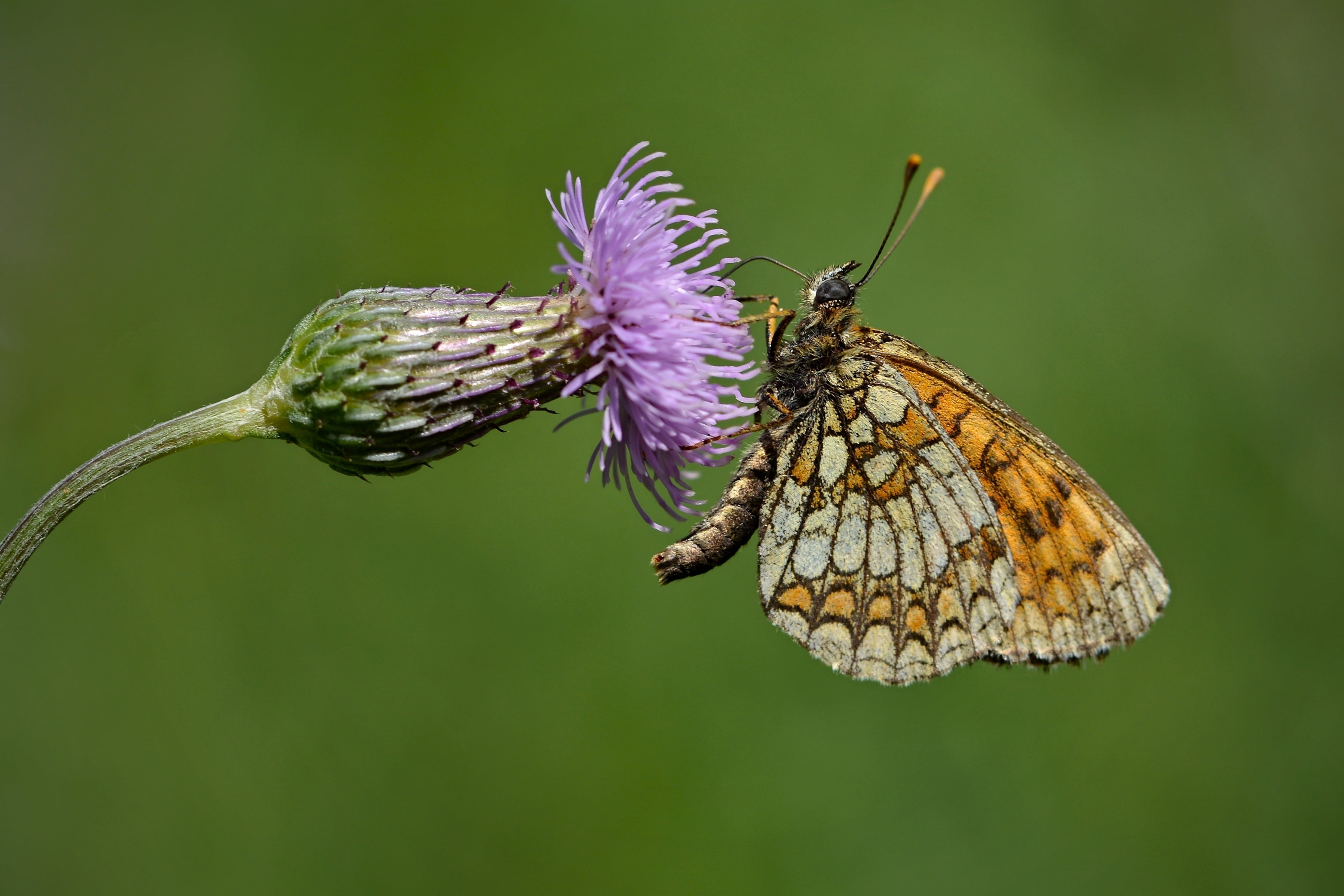animal Wing, orange, butterfly, summer, wildlife, focus, butterfly - Insect, 2K, petaled, insect, flower, selective, photography, close-up, macro, animal, HD Wallpaper