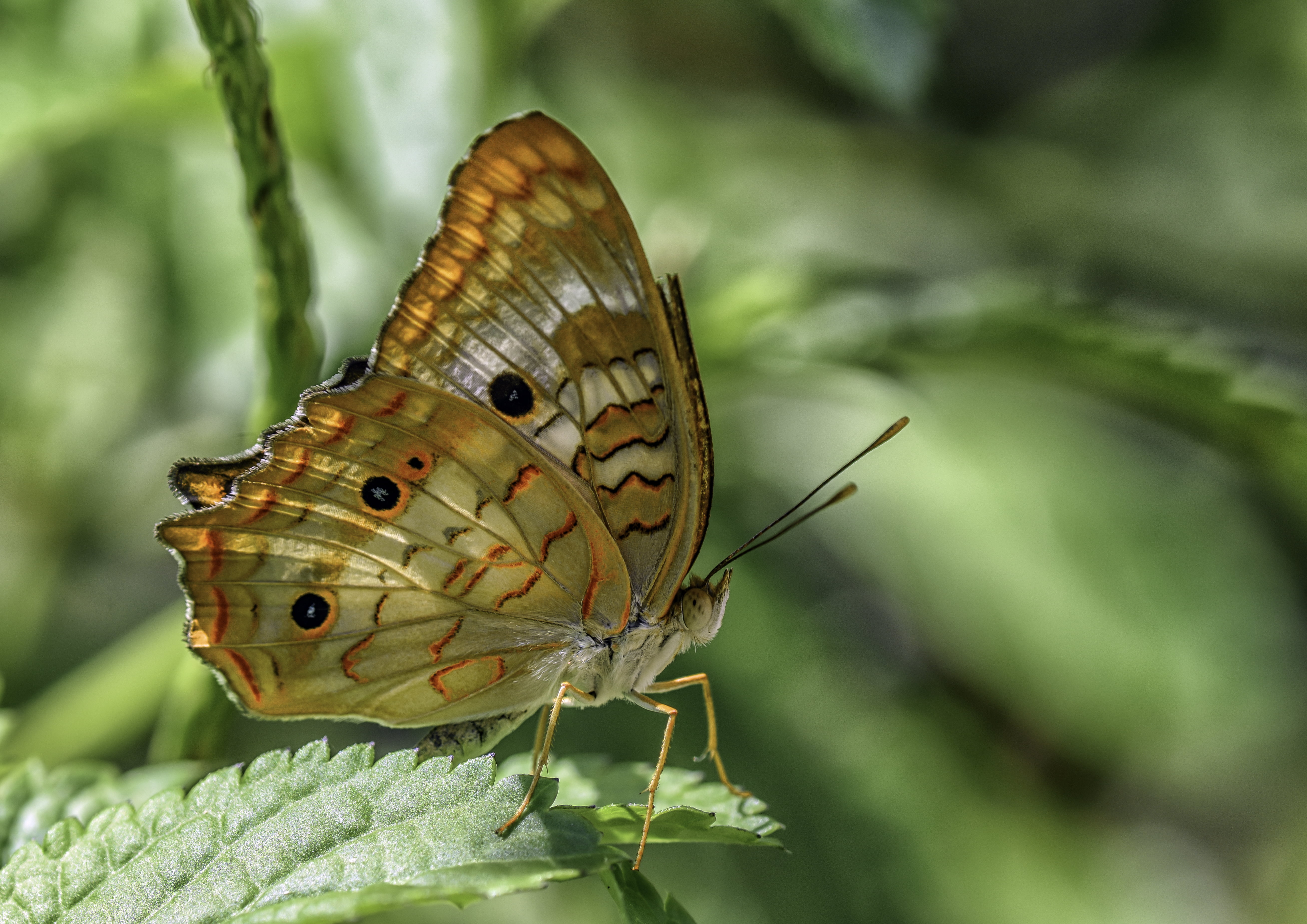 White Peacock, insect, green leaf, color, photography, beauty In Nature, outdoors, butterfly - Insect, colorful, aoi, peacock, beautiful, leaf, 5K, butterflies, HD Wallpaper