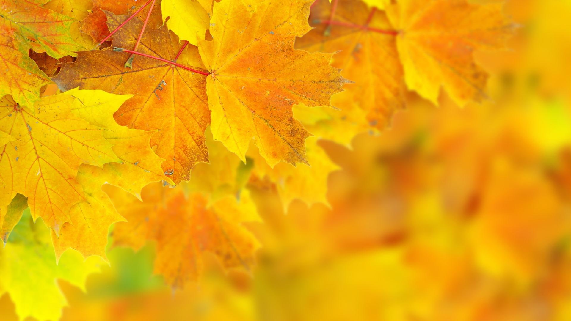 nature, nature and landscapes, 1080P, leaves, autumn, yellow, orange, HD Wallpaper