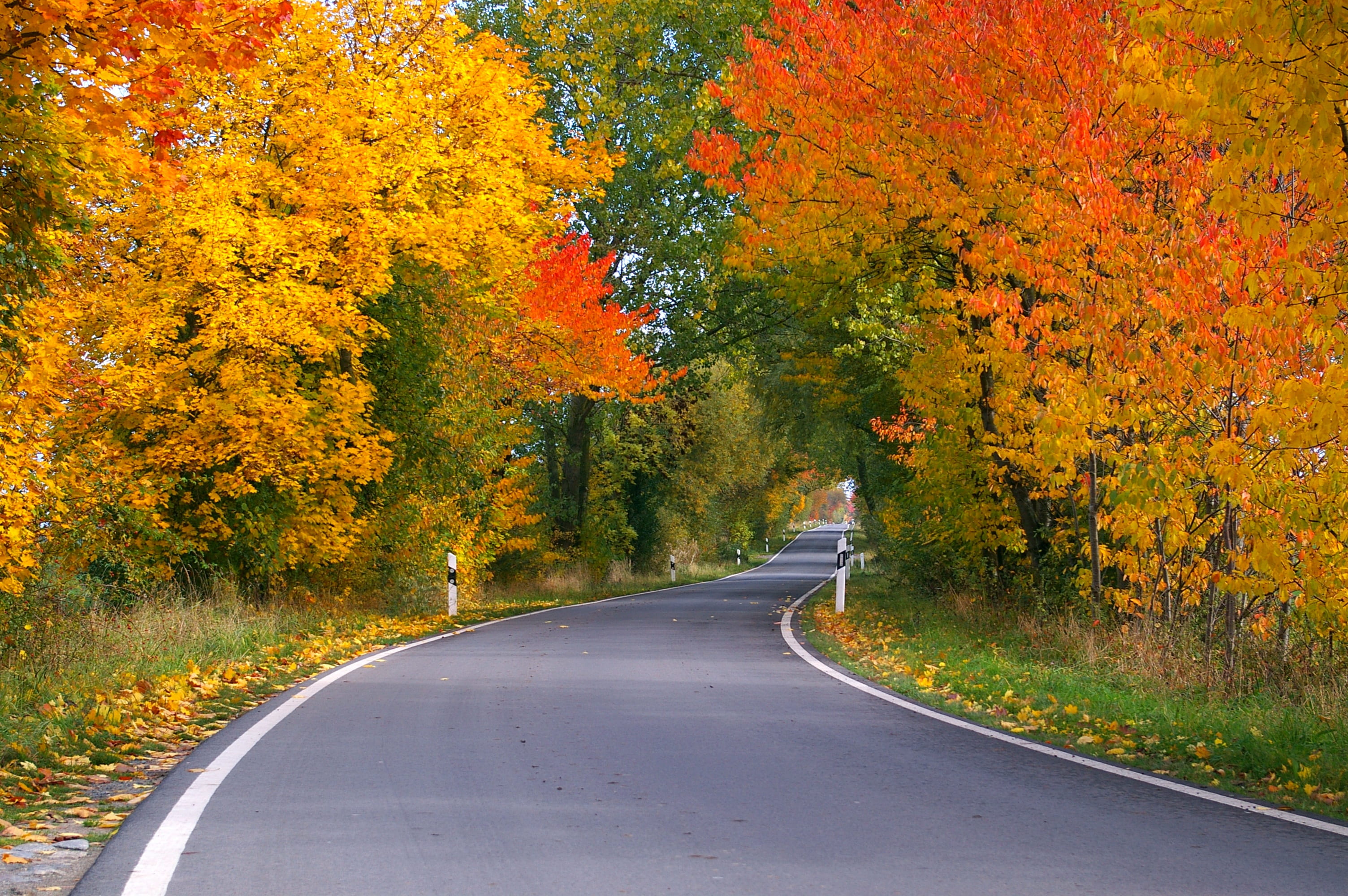yellow sheet, leaves in the autumn, tree, transportation, avenue, branches, outdoors, no people, time of year, gelbrot, coloring, direction, away, tunnel, HD Wallpaper
