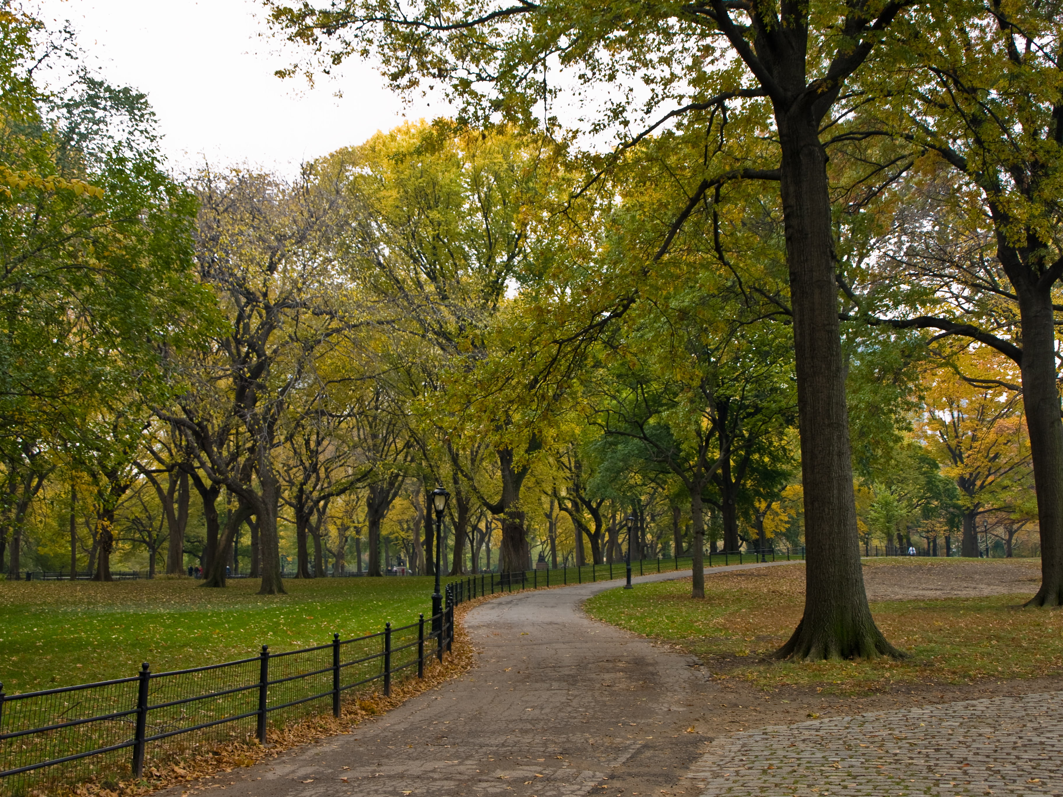 Zuiko Digital, green leaf, season, leaf, holiday, forest, Central Park, concrete, metal, tree, road, daytime, barrier, trees, grey, green, digital-slr, HD Wallpaper