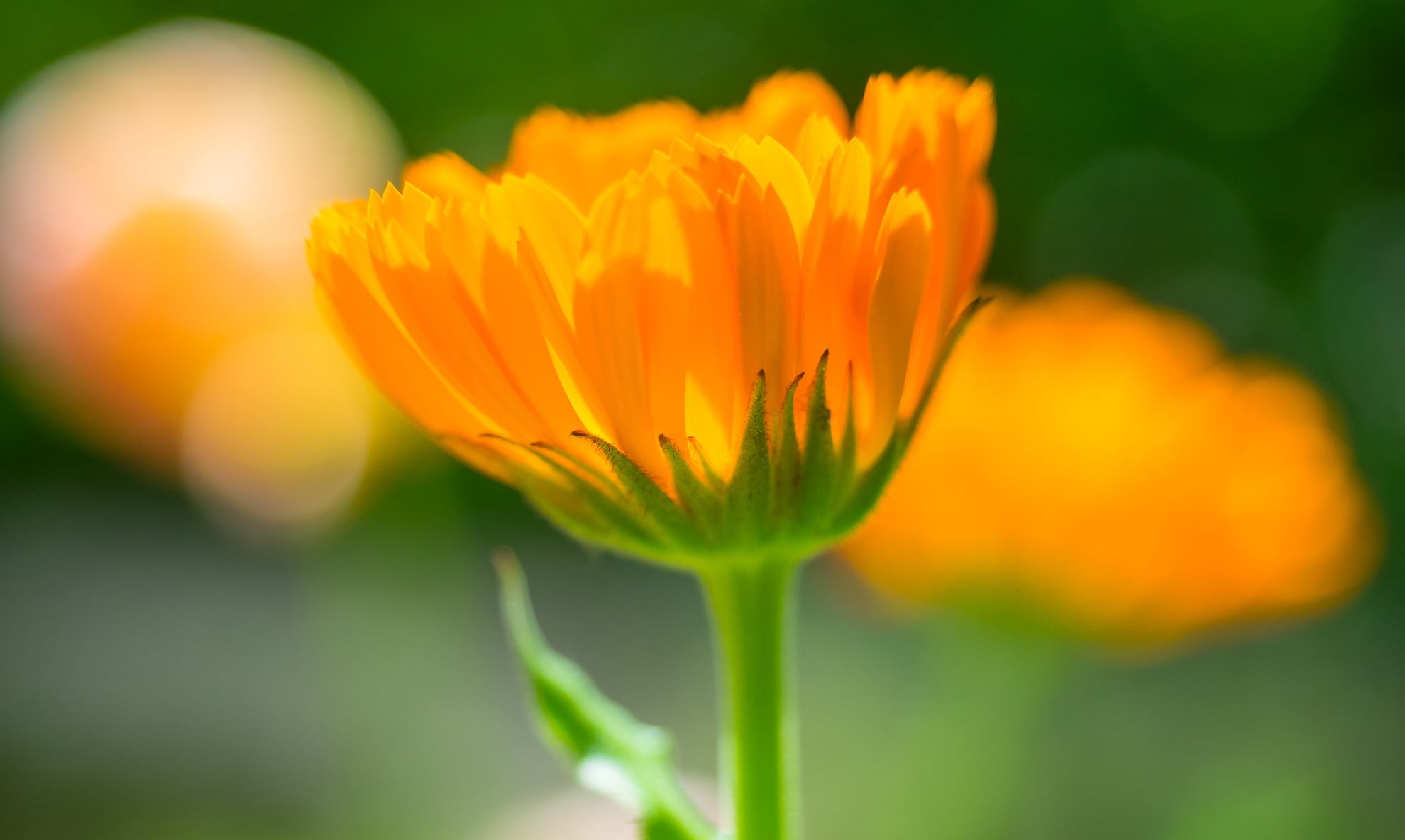 petaled, plant, orange, OM, selective, D E, yellow, 1080P, springtime, outdoors, petal, beauty In Nature, flower Head, close-up, Meier, summer, Garten, HD Wallpaper