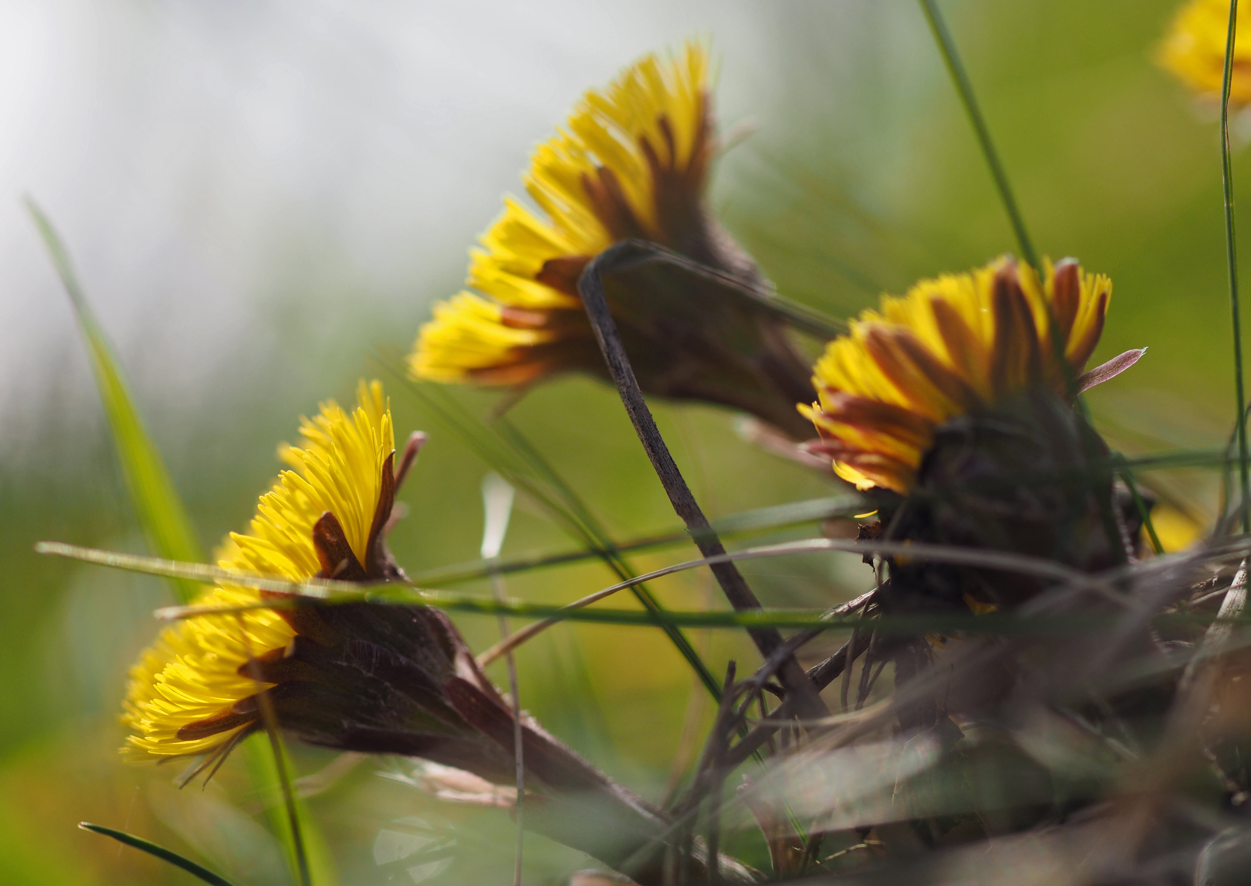 D E, Micro 4/3, petaled, Tussilago  farfara, colt, close, multi, yellow, E-1, close-up, grass, flowers, nature, close-up photography, beauty In Nature, HD Wallpaper