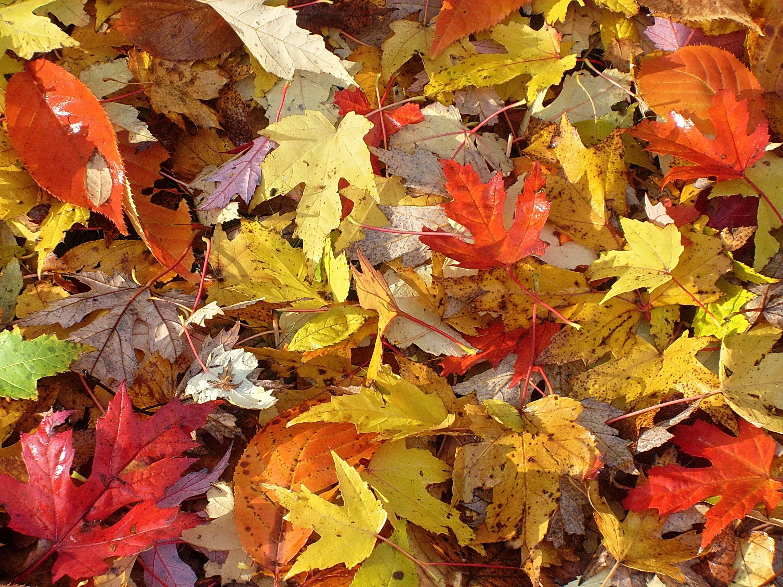 falling, wet, dry, natural condition, fall foliage, raindrop, 2K, no people, color, light, on the ground, colorful, beauty in nature, autumn, high angle view, HD Wallpaper