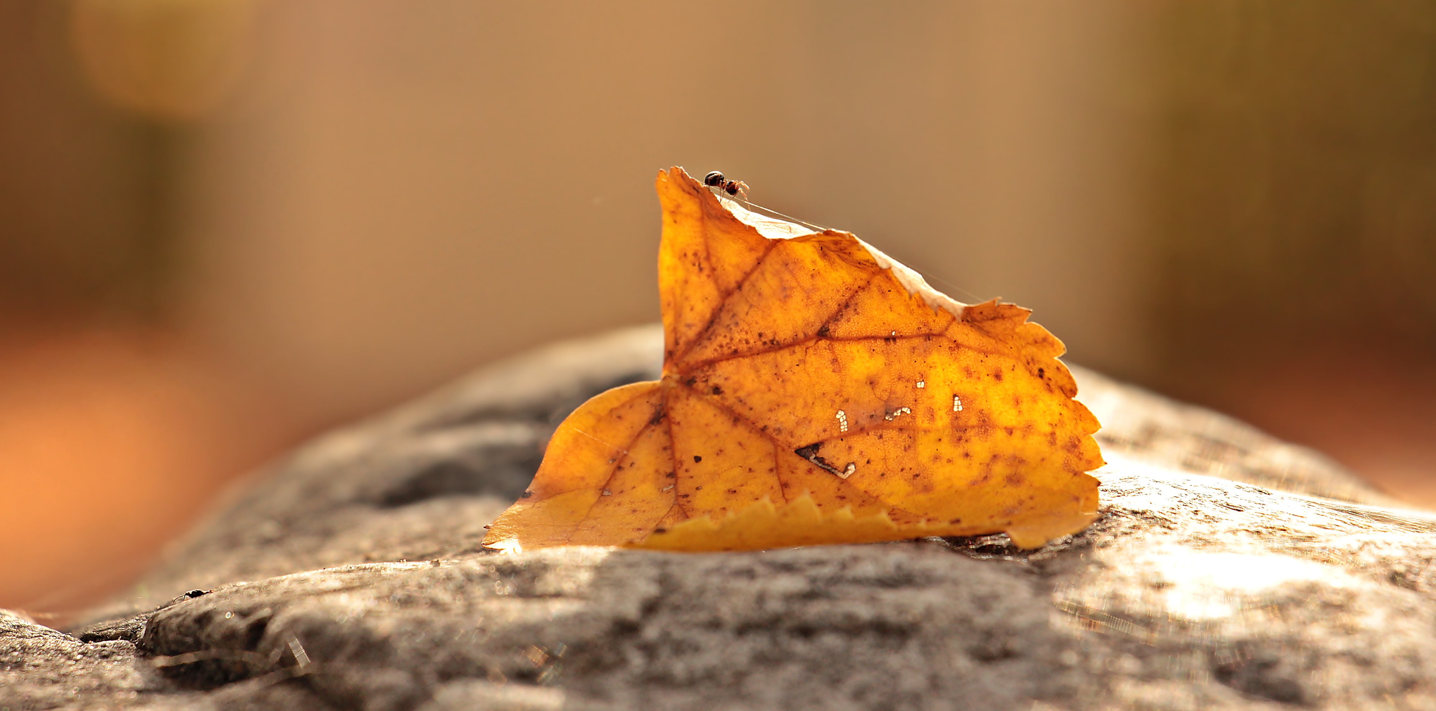 gray, fallen, one animal, nature, orange color, insect, yellow, animal themes, photography, surface, mood, surface level, greeting card, no people, fall color, HD Wallpaper