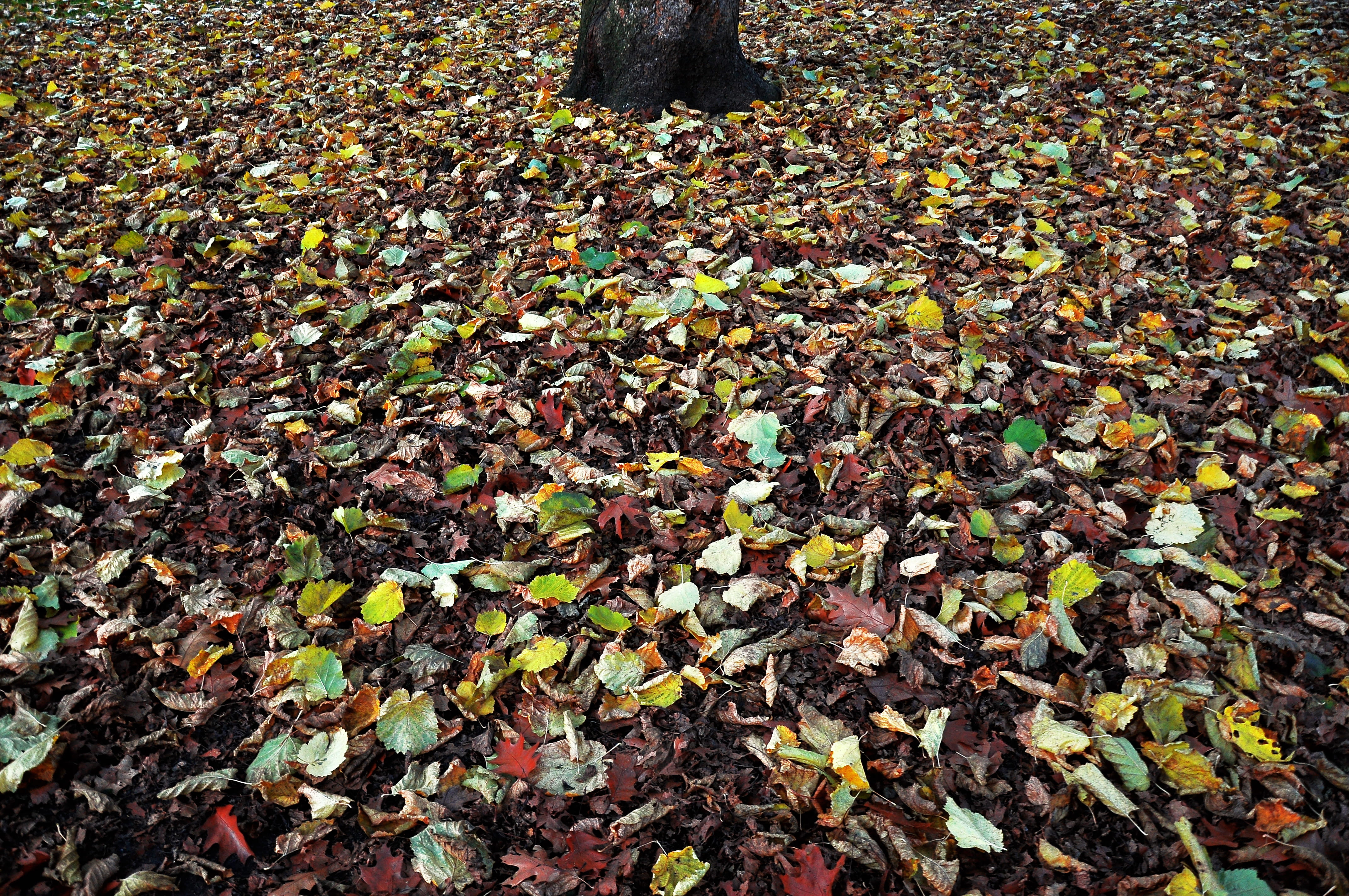 nature, dry, season, no people, forest, leaf, change, autumn, surface level, green, day, brown, multi Colored, plant part, yellow, messy, growth, falling, HD Wallpaper