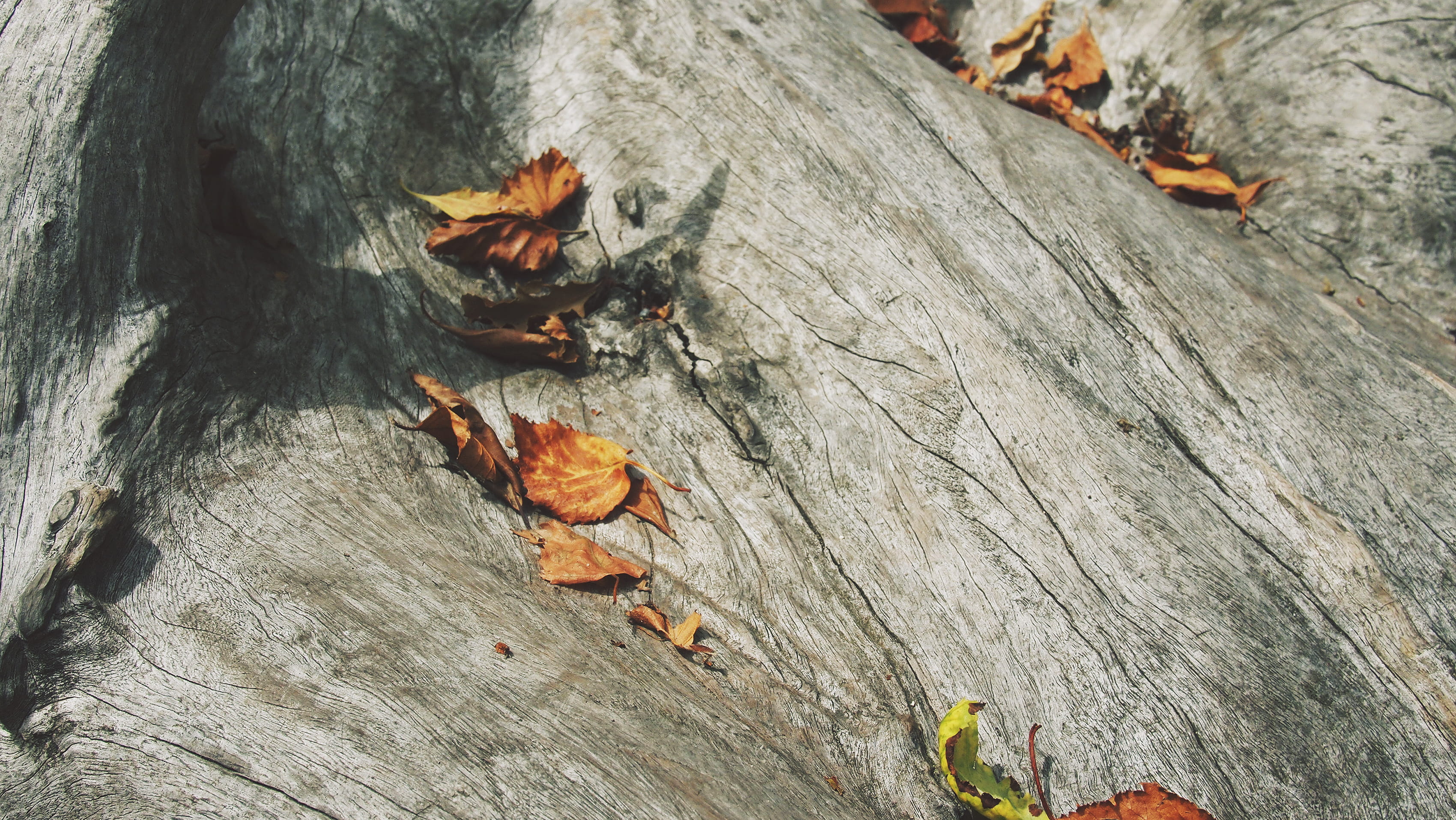 trunk, close-up, textured, tree, adventure, animal themes, change, falling, wood, leaves, wood - Material, bark, no people, nature, high angle view, gray, HD Wallpaper