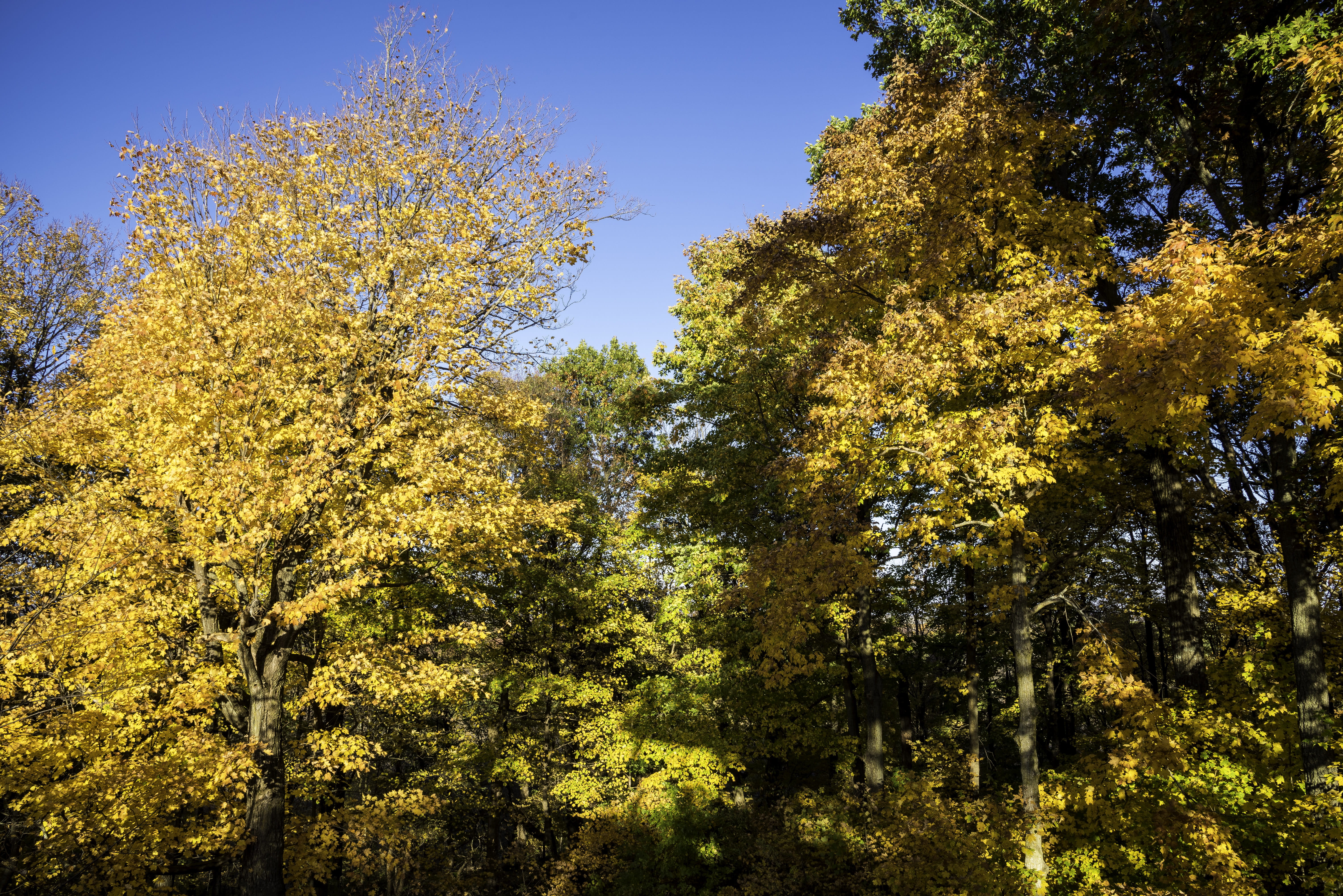 lush Foliage, branch, scenics, photos, scenics - nature, Orange, tranquility, beauty In Nature, tree canopy, park, Wisconsin, United States, leaves, change, HD Wallpaper