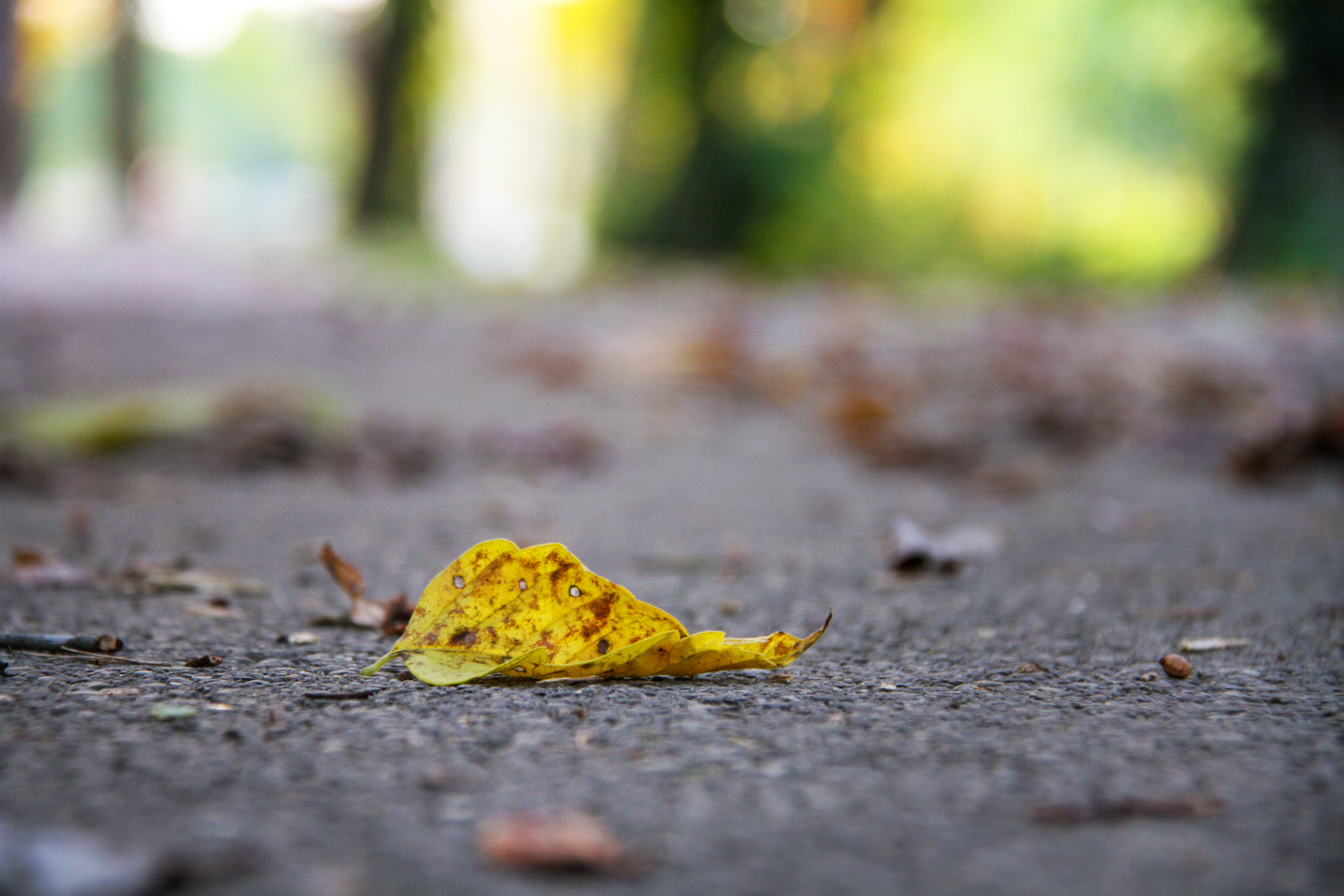 yellow  color, autumn  leaf, fall, nature, Fallen, focus, photography, forest, backgrounds, concrete, outdoors, autumn, 5K, surface, season, ground, yellow, HD Wallpaper
