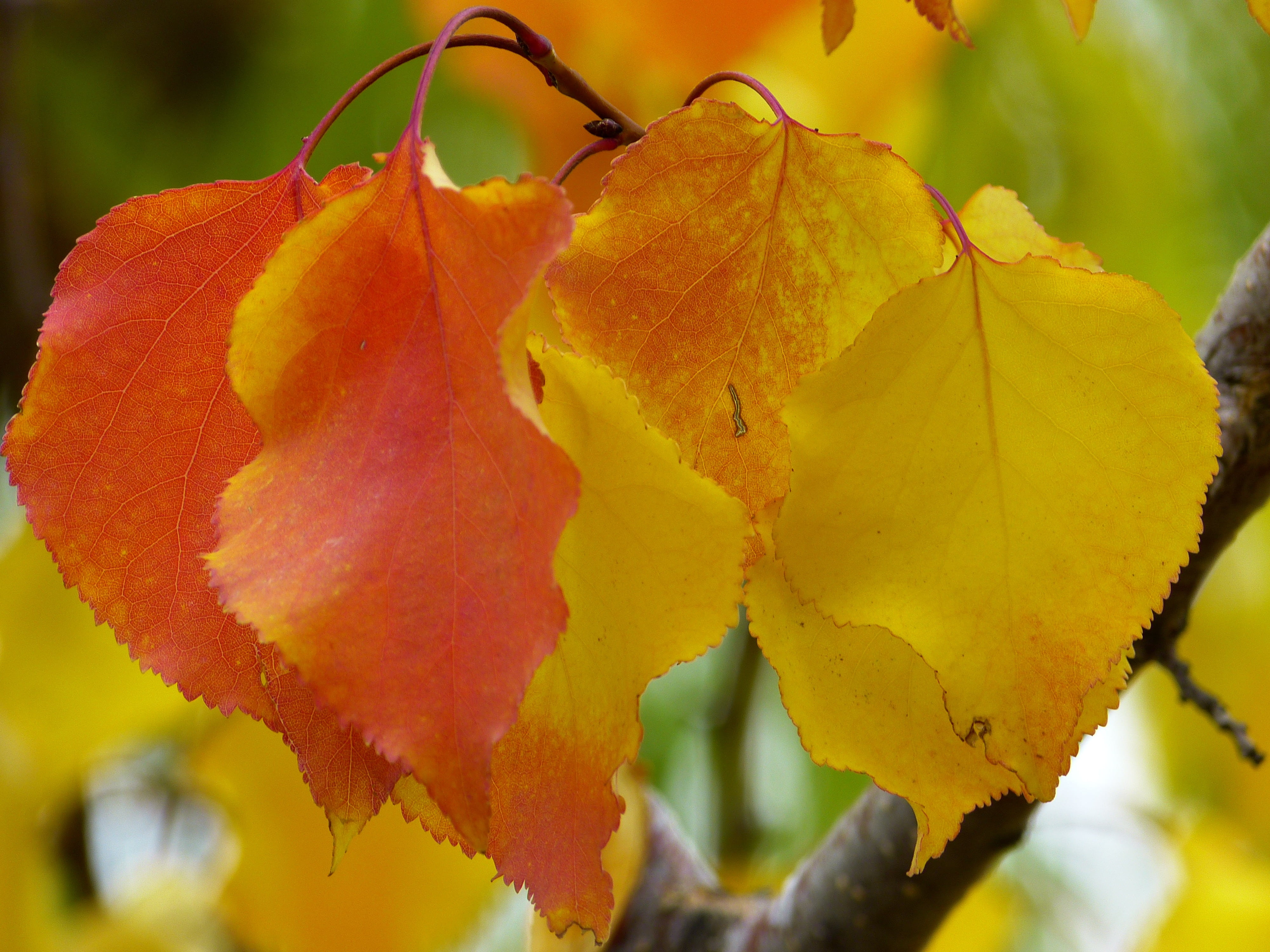 focus on foreground, fragility, fall foliage, tree, nature, fall color, leaves, red, vibrant Color, plant part, vulnerability, no people, plant, flowering plant, HD Wallpaper
