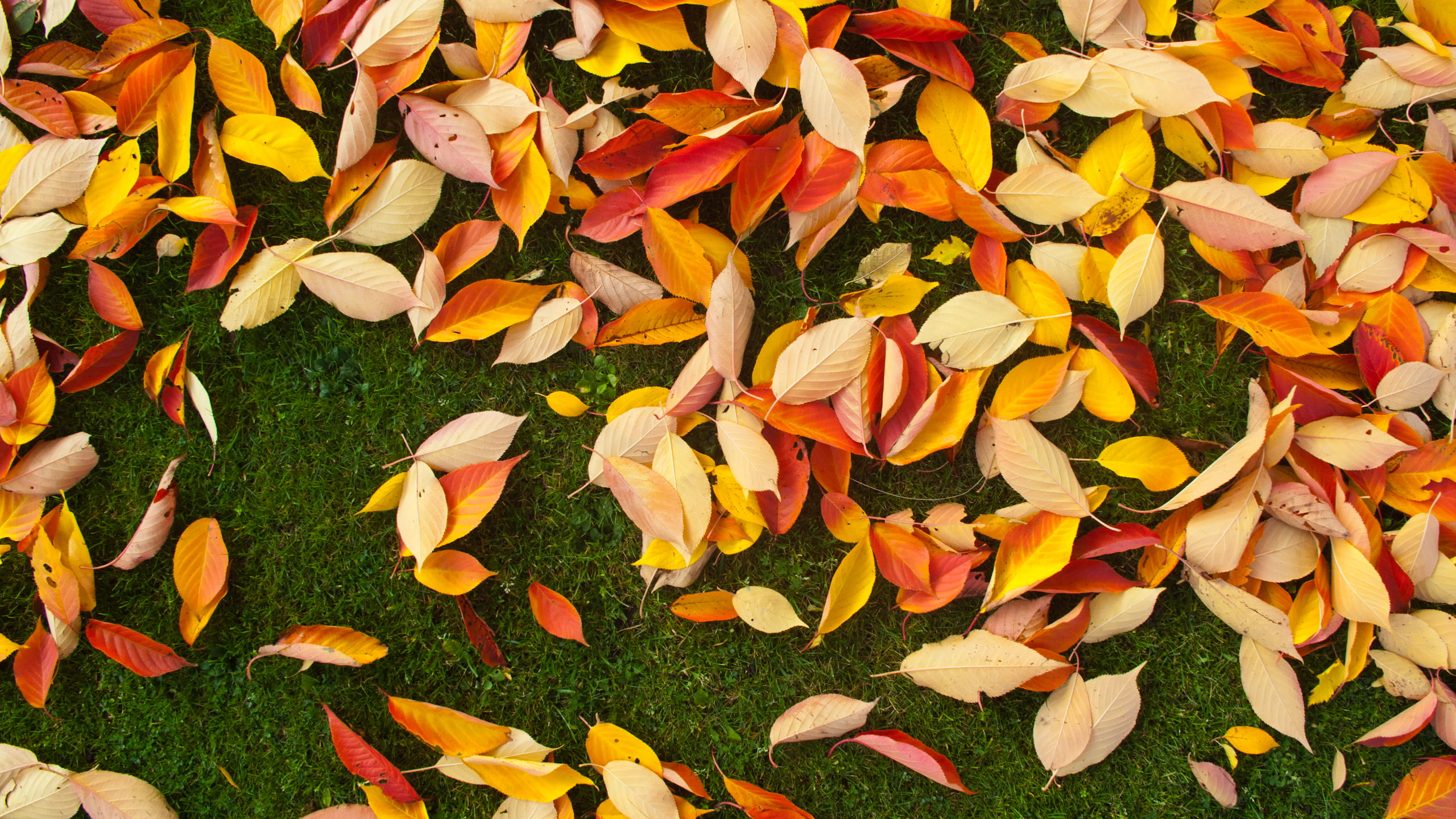 day, change, multi Colored, high angle view, fragility, plant, full frame, color Image, leaves, orange Color, backgrounds, foliage, no people, yellow, nature, HD Wallpaper