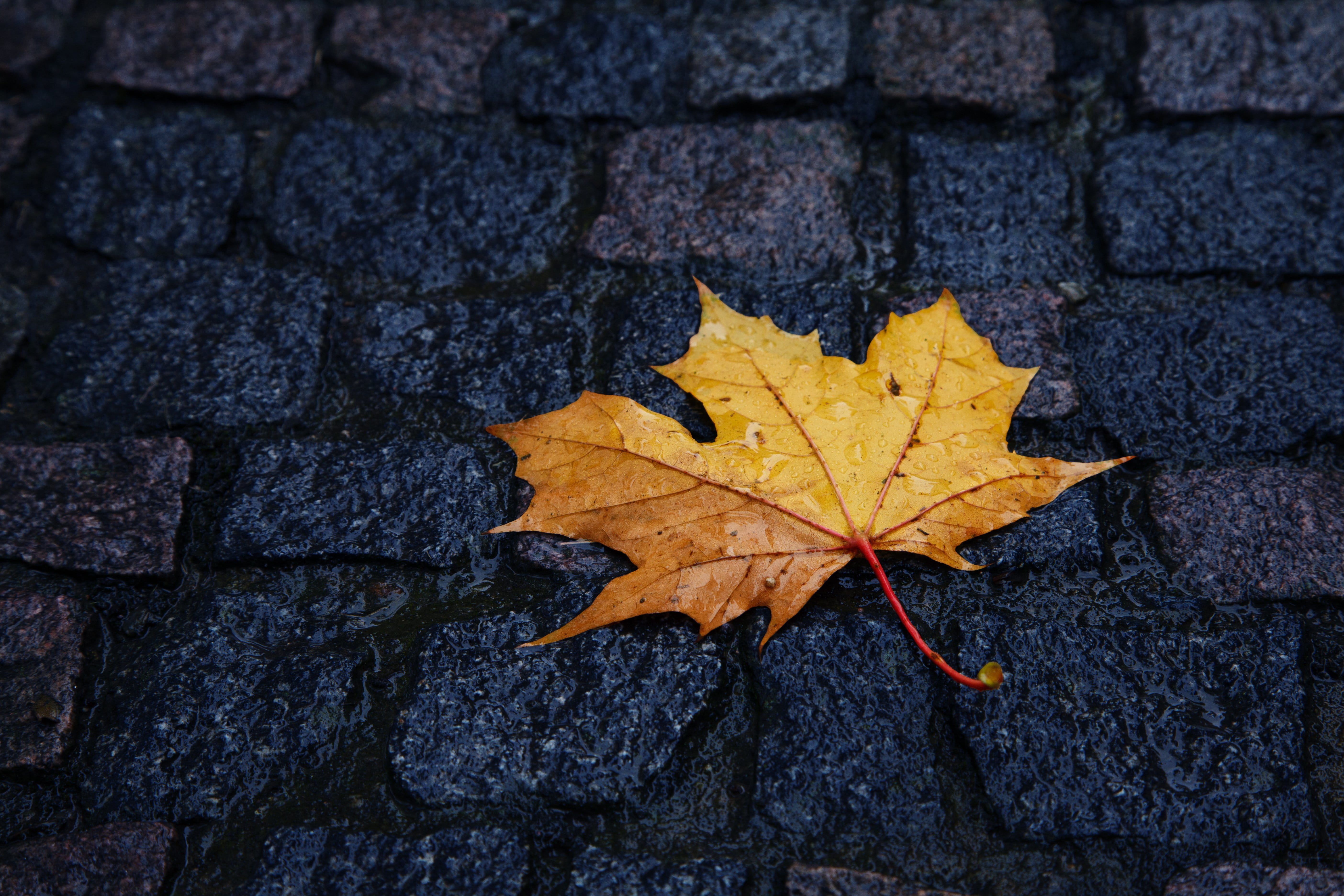 concrete, close-up, natural condition, dry, street, stone, single, plant part, yellow, color, leaves, marble, leaf vein, drop, wet, paving stone, pattern, HD Wallpaper