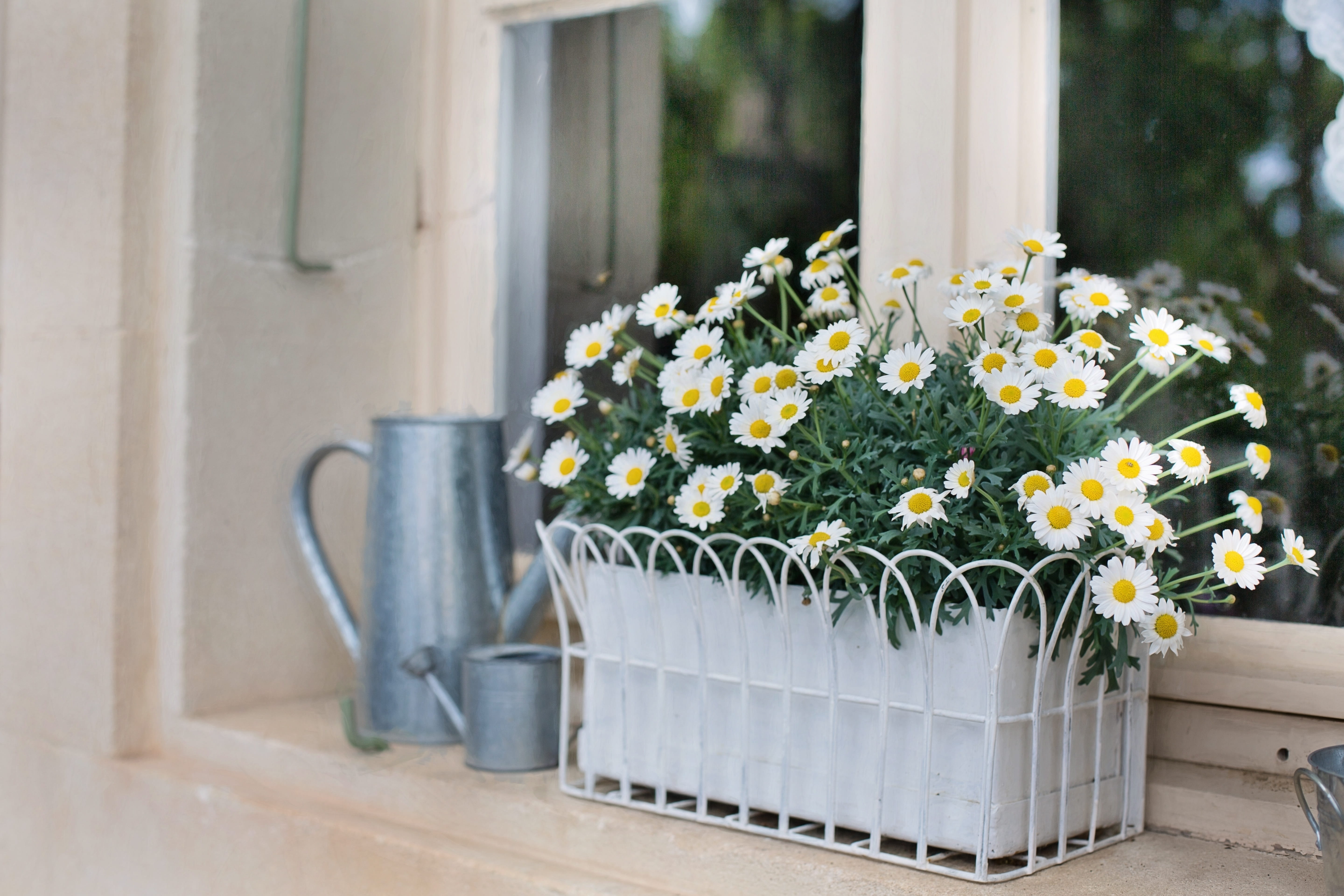 gardening, planter, flowering plant, container, flower, flower arrangement, daisy, nature, outdoors, yellow Daisy, watering can, yellow, architecture, near, HD Wallpaper