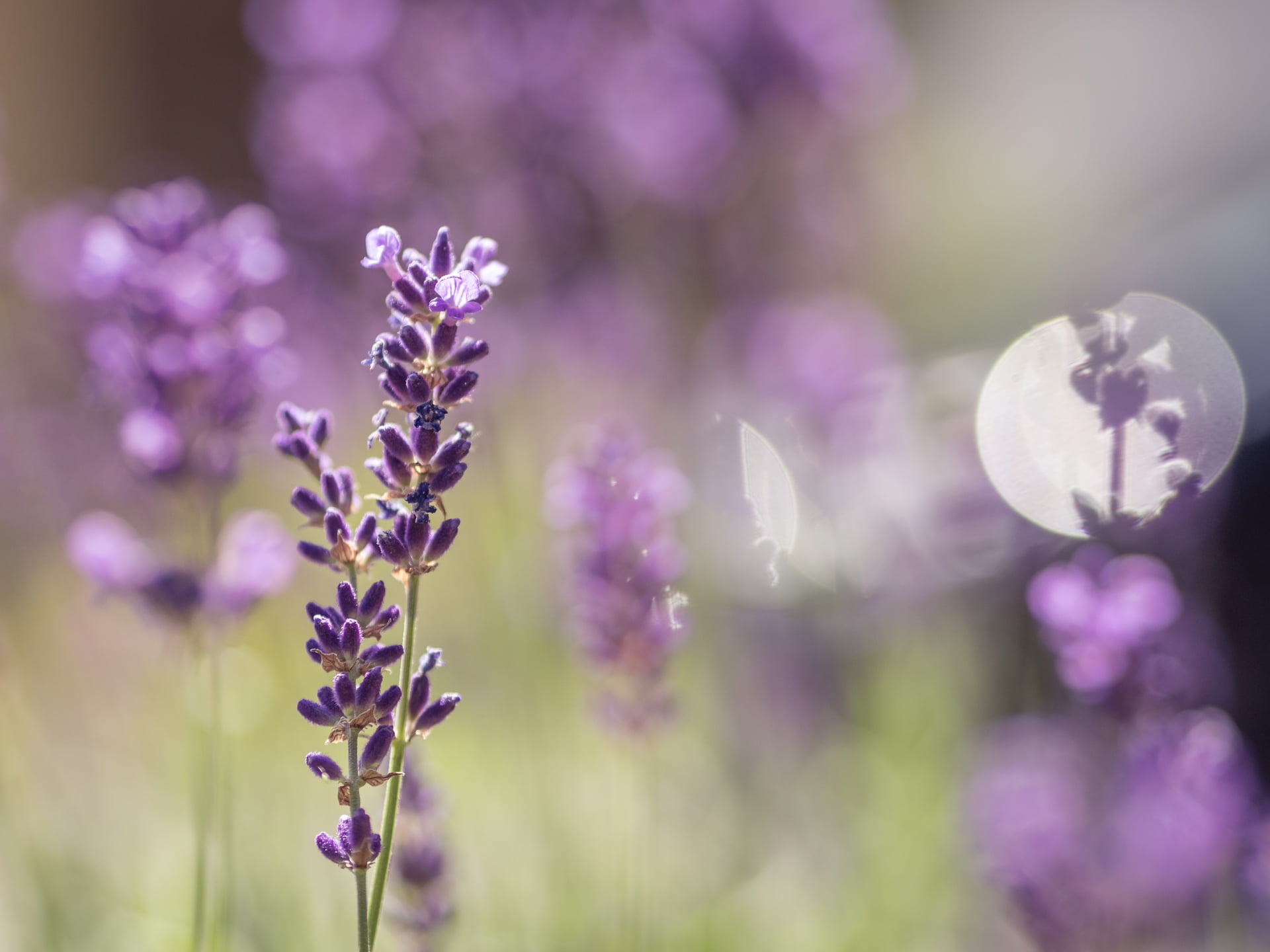 F1.8, 1080P, focus, flower, summer, springtime, nature, purple, shallow, shallow focus, photography, rose, dof, plant, Panasonic Lumix GX8, M43, memory, HD Wallpaper