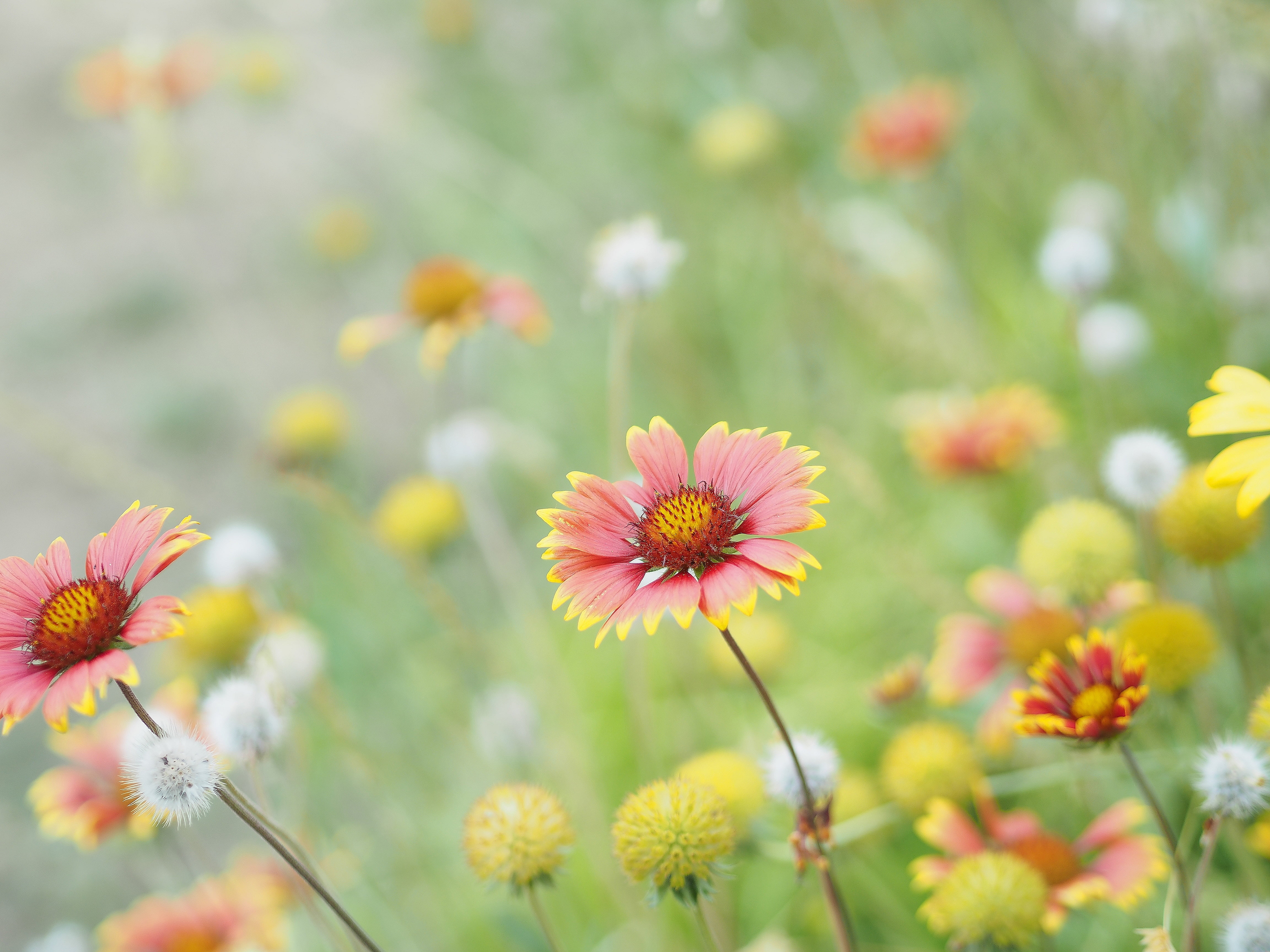 nature, summer, red, orange, epl7, countryside, meadow, olympus, Tende, bokeh, photo, flower, France, plant, outdoors, 4K, yellow, HD Wallpaper