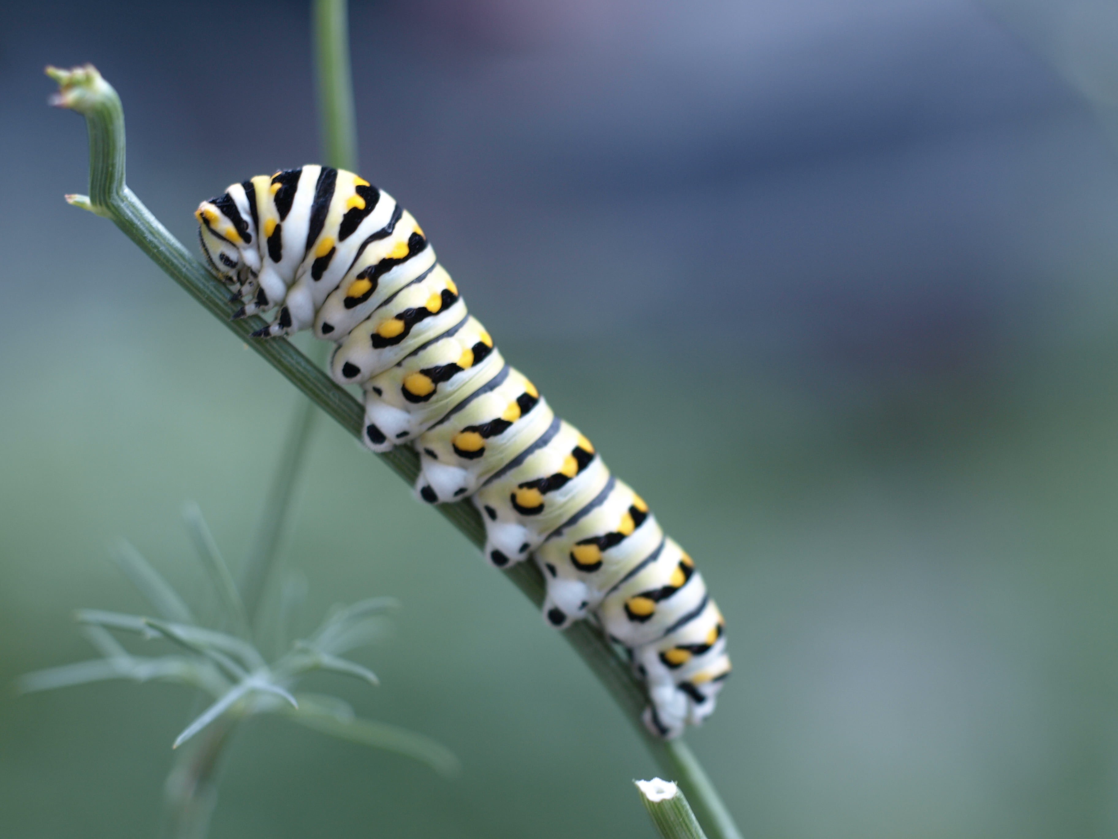 leaf, macro, photography, daytim, wildlife, green, plant, 2K, animal, nature, branch, closeup photography, greenville  mississippi, Caterpillar, insect, HD Wallpaper