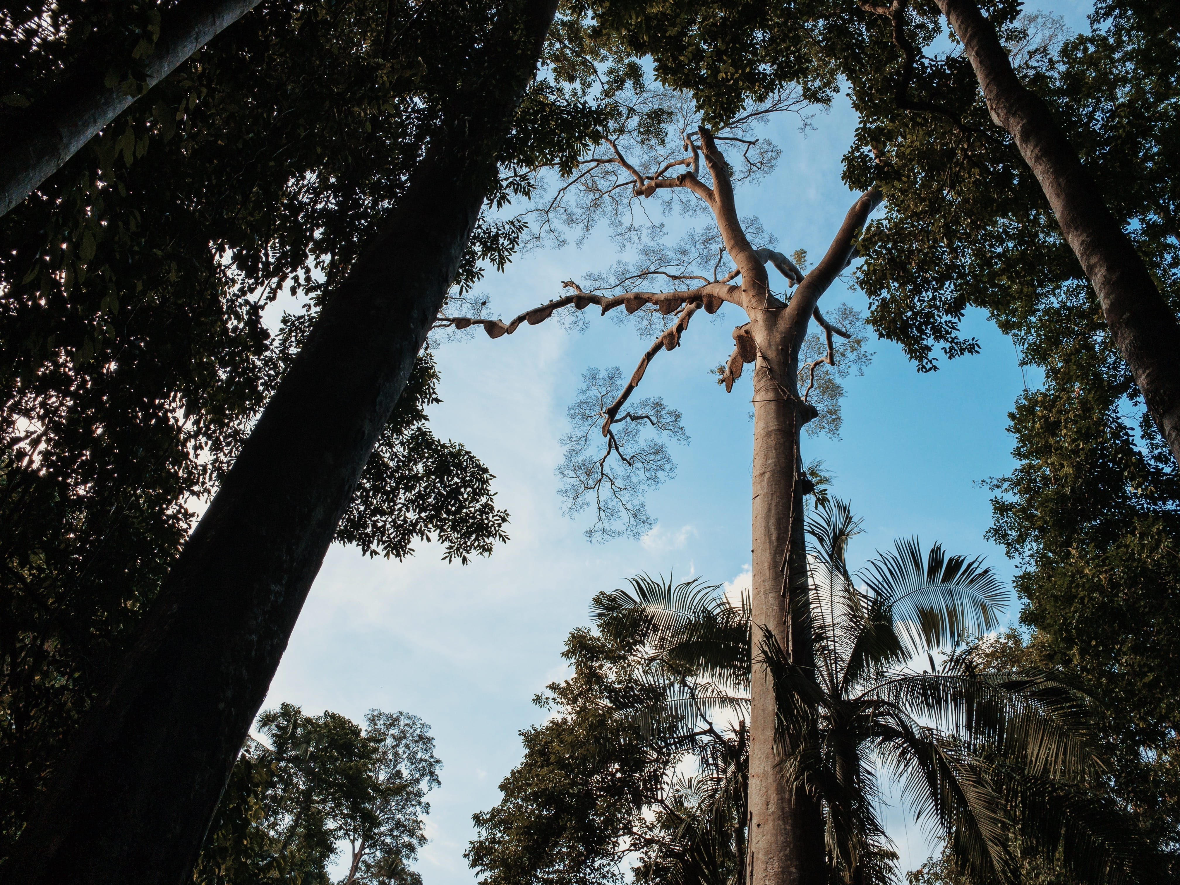 plant, forest, 4K, arecaceae, bees, beauty in nature, trunk, malaysia, tree, tall - high, silhouette, sky, redwood, kedah, day, tree trunk, nature, growth, HD Wallpaper
