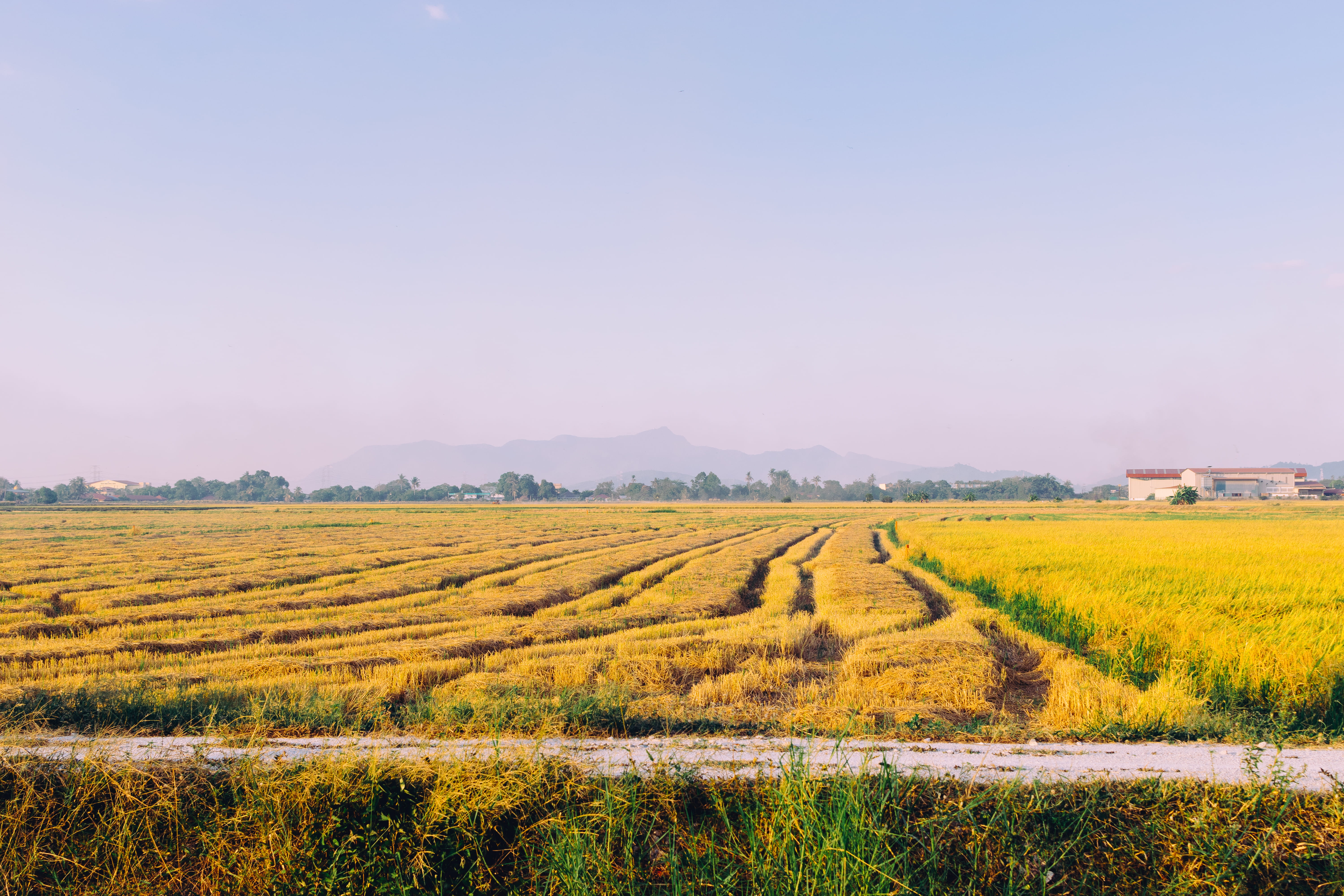 5K, land, tranquil scene, yellowish, paddy, malaysia, sky, grasses, idyllic, rural scene, scenics - nature, kedah, plantation, beauty in nature, outdoors, HD Wallpaper