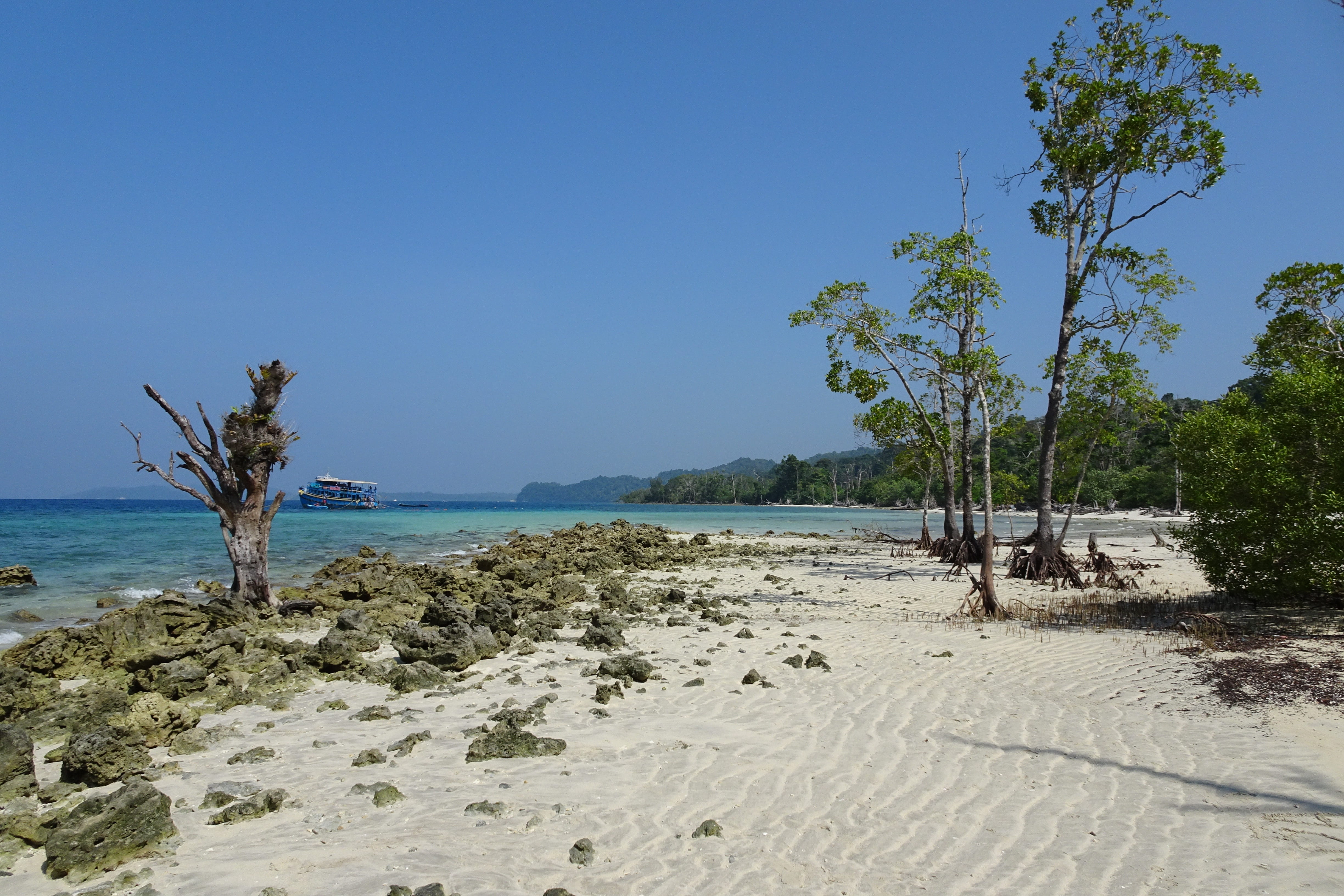 havelock islands, sand, nature, tree, day, water, india, outdoors, sky, tranquil scene, plant, no people, elephant beach, non-urban scene, andamans, blue, HD Wallpaper