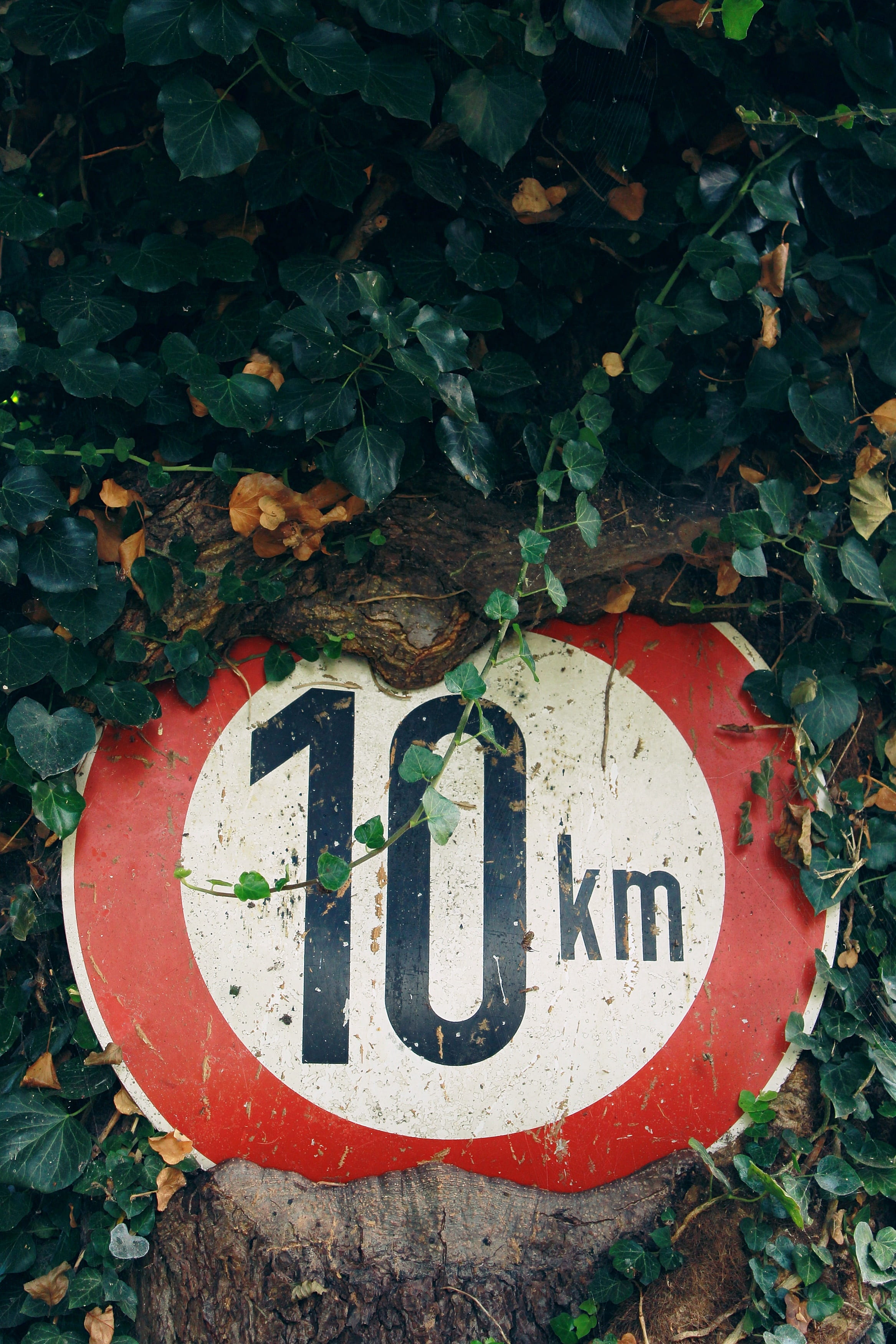 tree, western script, text, close-up, plant part, mileage, red, communication, characters, note, no people, wood, road sign, creeper plant, km, shield, Phone HD Wallpaper