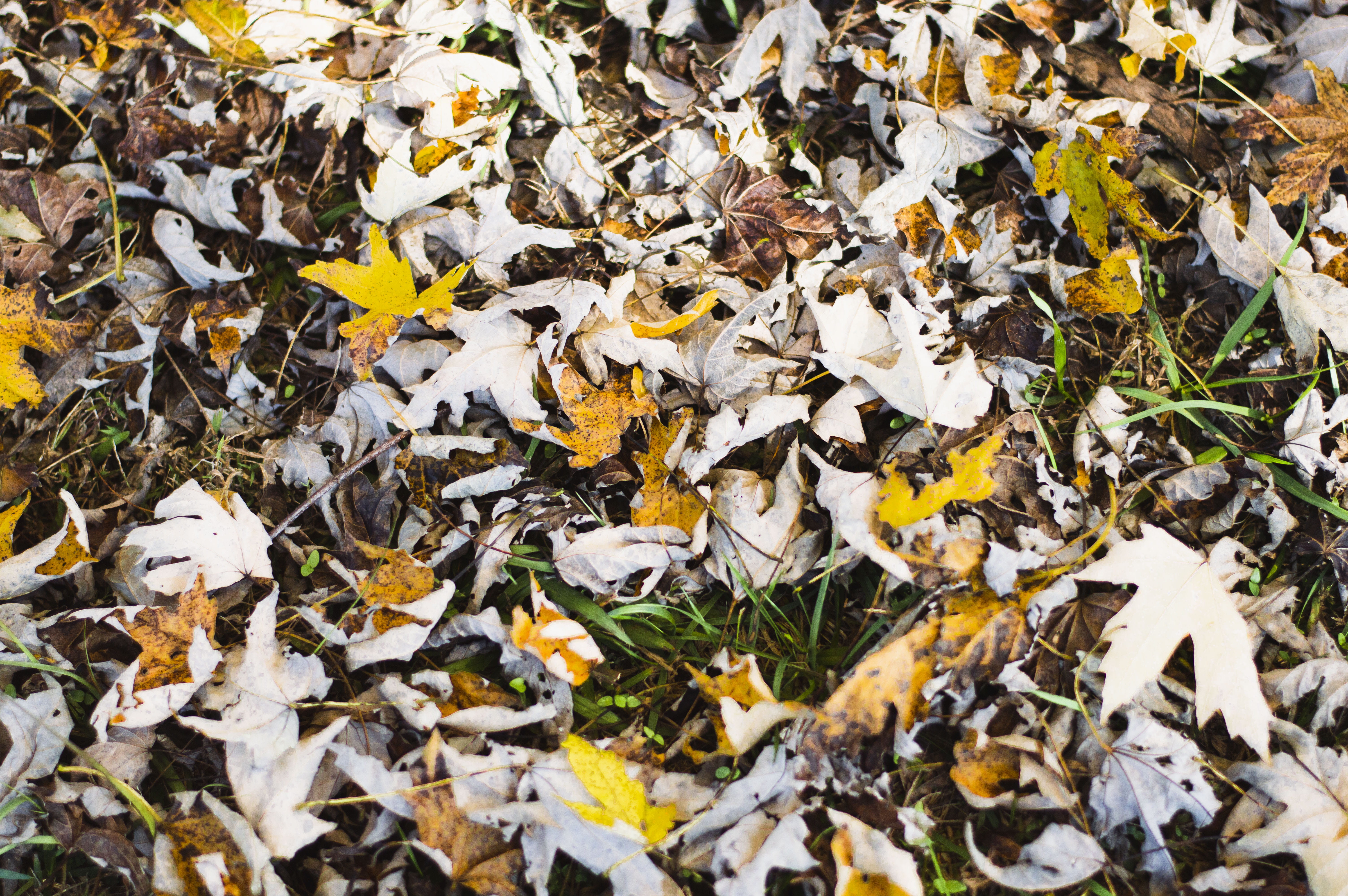 maple, leaves, 5K, orange, tree, tar, outdoors, nature, dry, ground, day, abundance, plant part, high angle view, field, fragility, white, plant, no people, HD Wallpaper