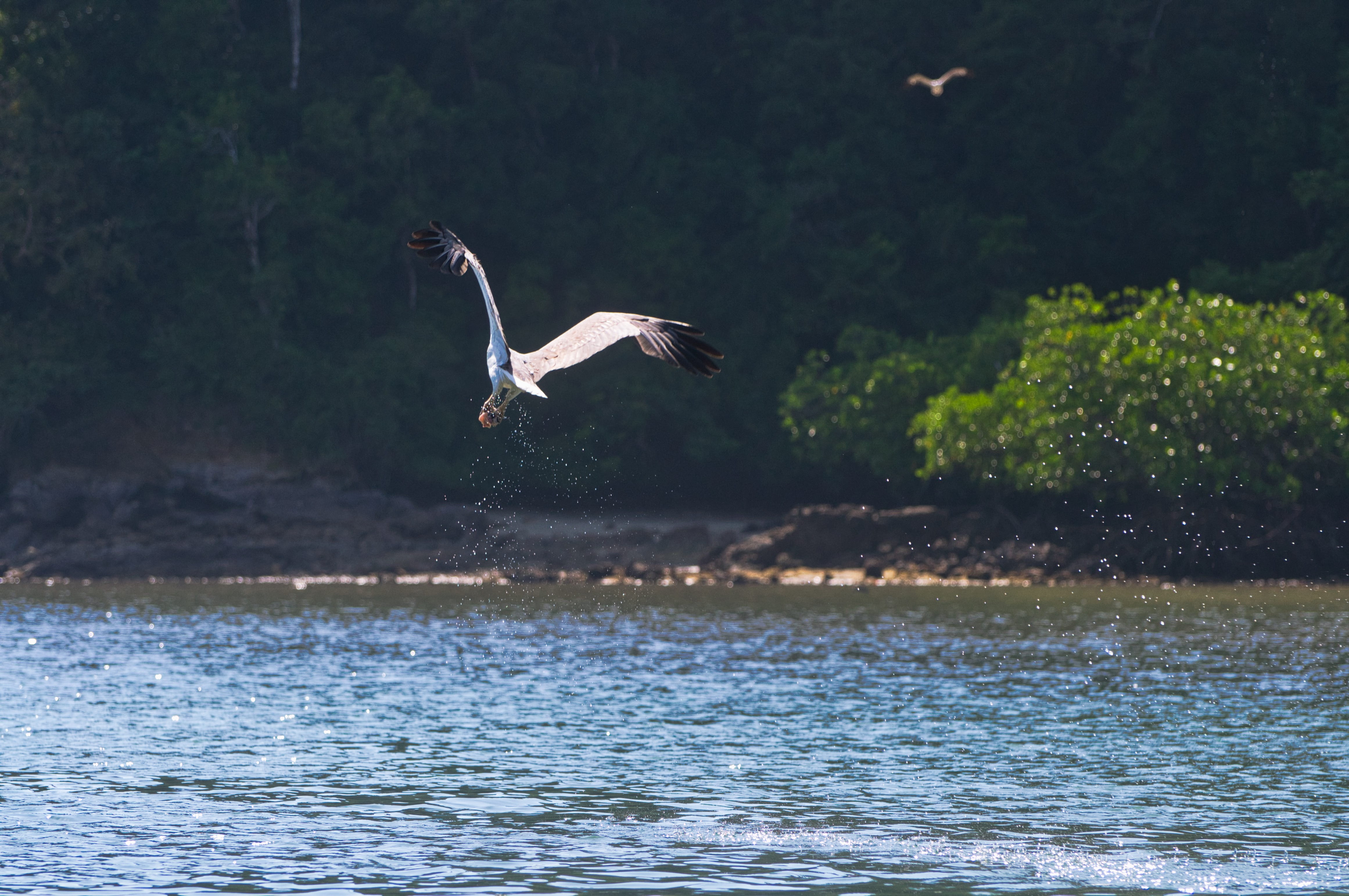 flying, eagle, animal themes, waterfront, ocean, water, seagull, one animal, vertebrate, no people, bird of prey, mid-air, nature, malaysia, spread wings, HD Wallpaper