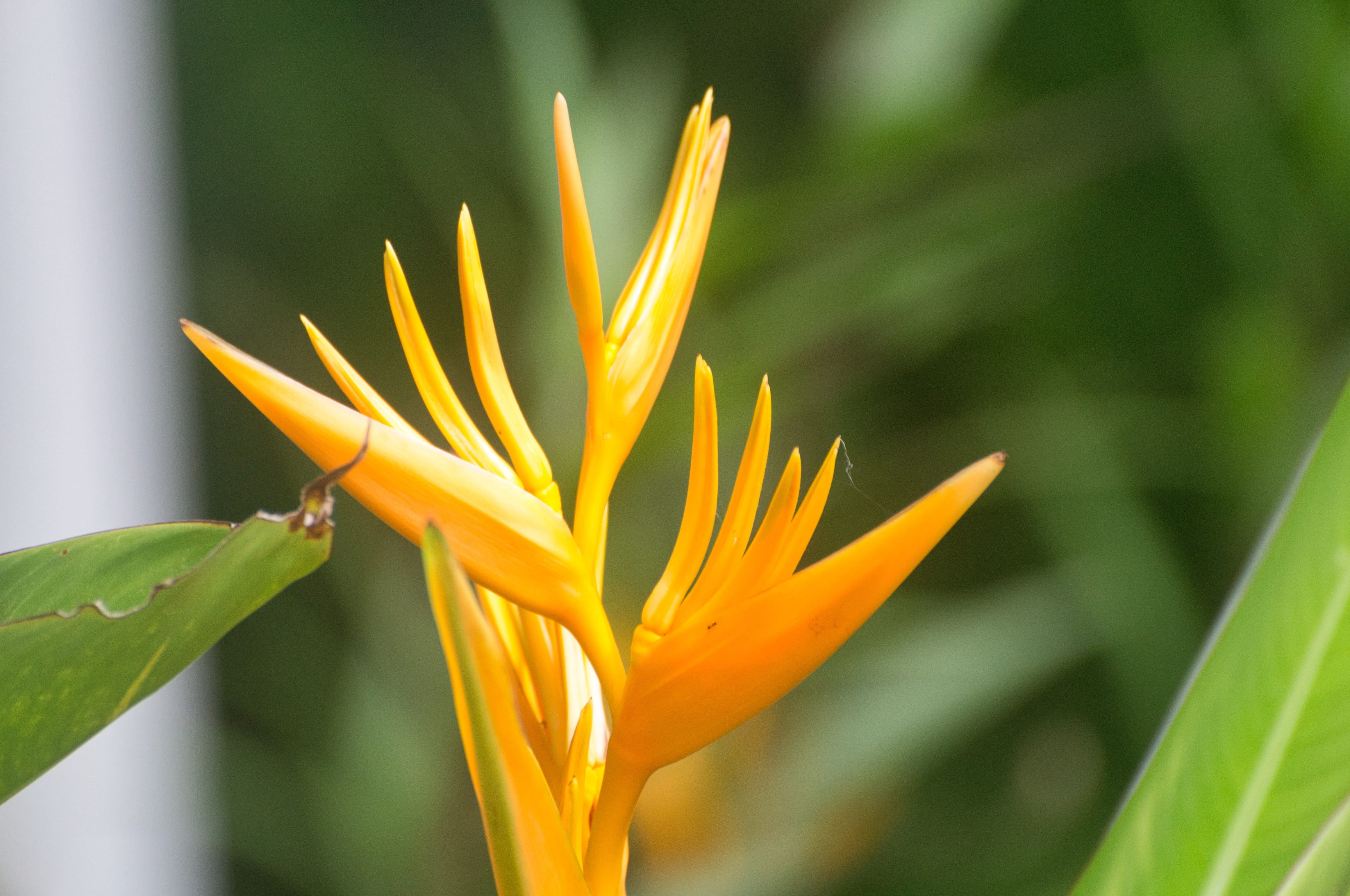 green color, inflorescence, yellow, 4K, island, tropical, focus on foreground, beauty in nature, orange, nature, flowering plant, growth, fragility, fire, HD Wallpaper