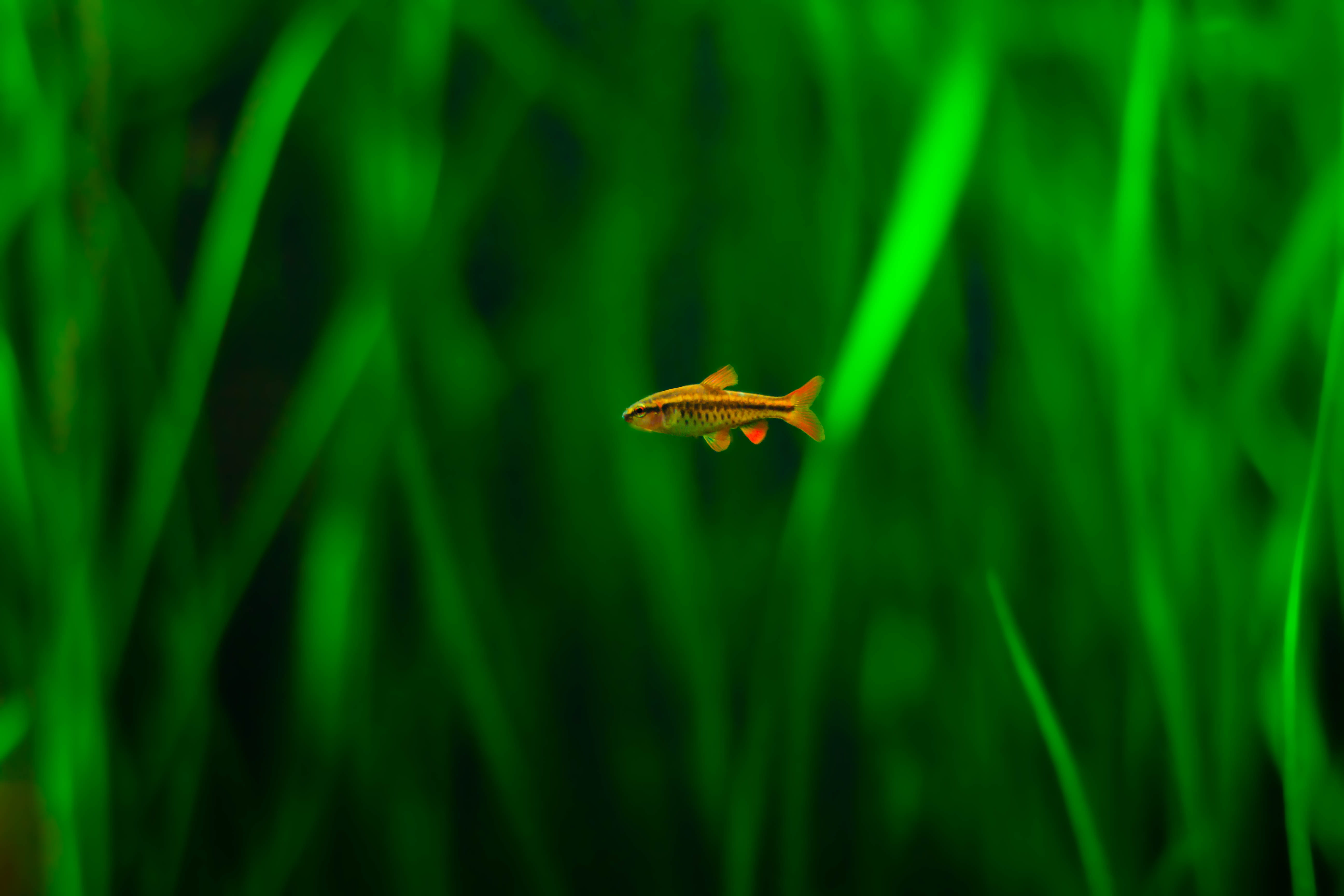 no people, nature, green color, plant part, plant, insect, day, fish, blade of grass, focus on foreground, leaf, animals in the wild, aquarium, outdoors, HD Wallpaper