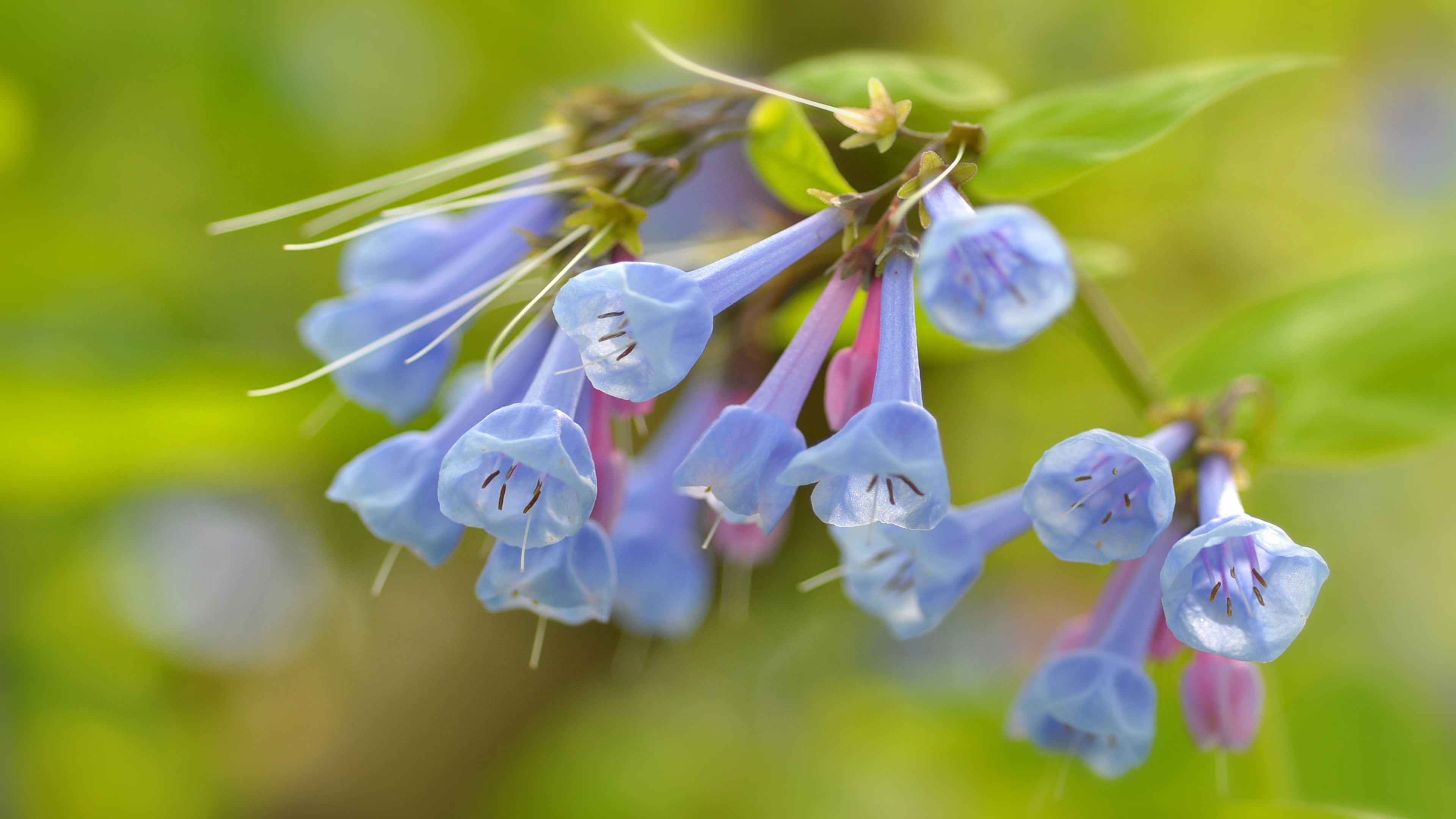 inflorescence, hyacinthoides, name, flowering, day, 4K, flower head, selective focus, focus on foreground, outdoors, british, botany, spain, durable, scripta, HD Wallpaper
