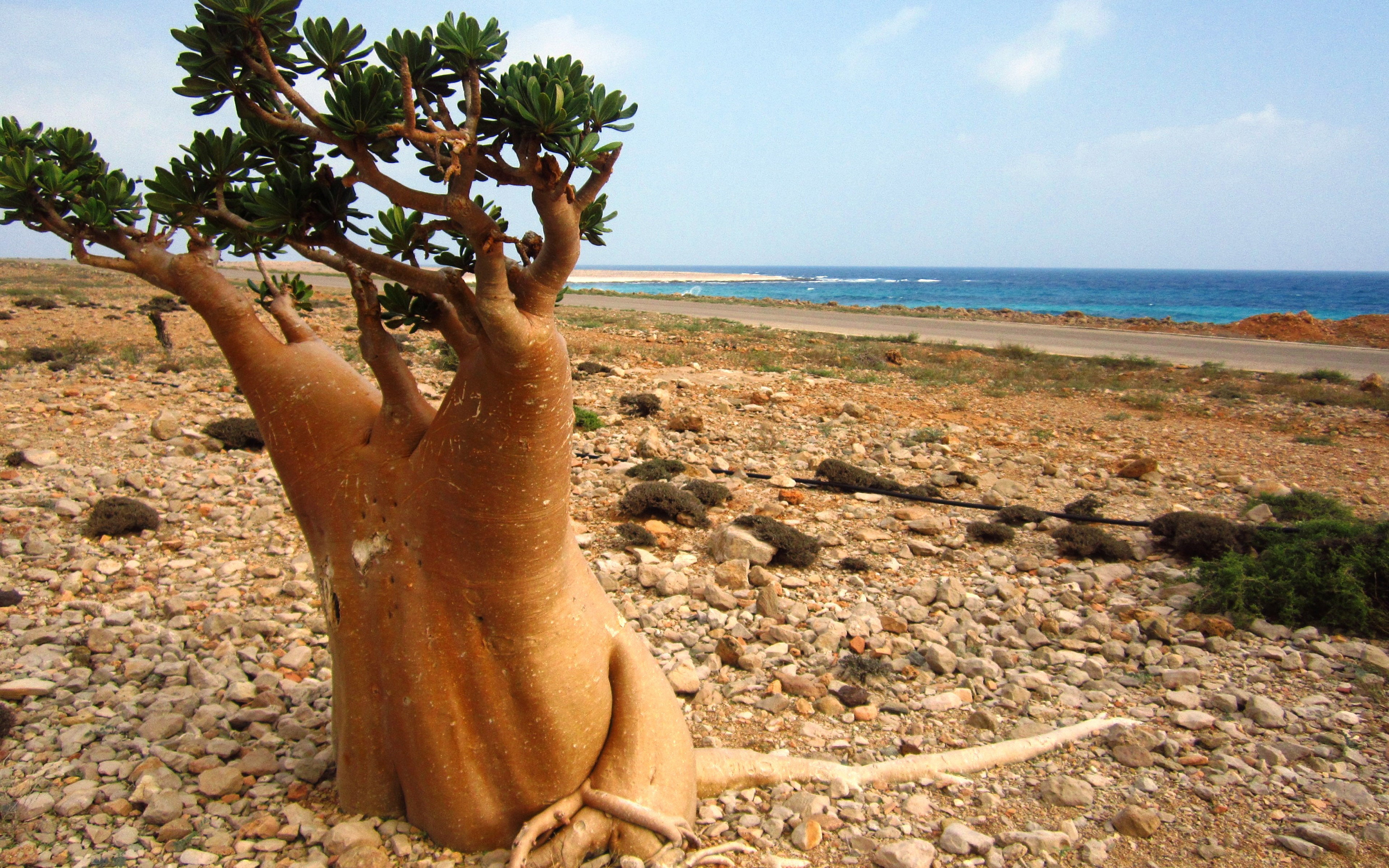 sea, sky, nature, tranquility, tree, horizon over water, plant, 4K, outdoors, beauty in nature, desert, rose, beach, yemen, palm tree, growth, horizon, HD Wallpaper