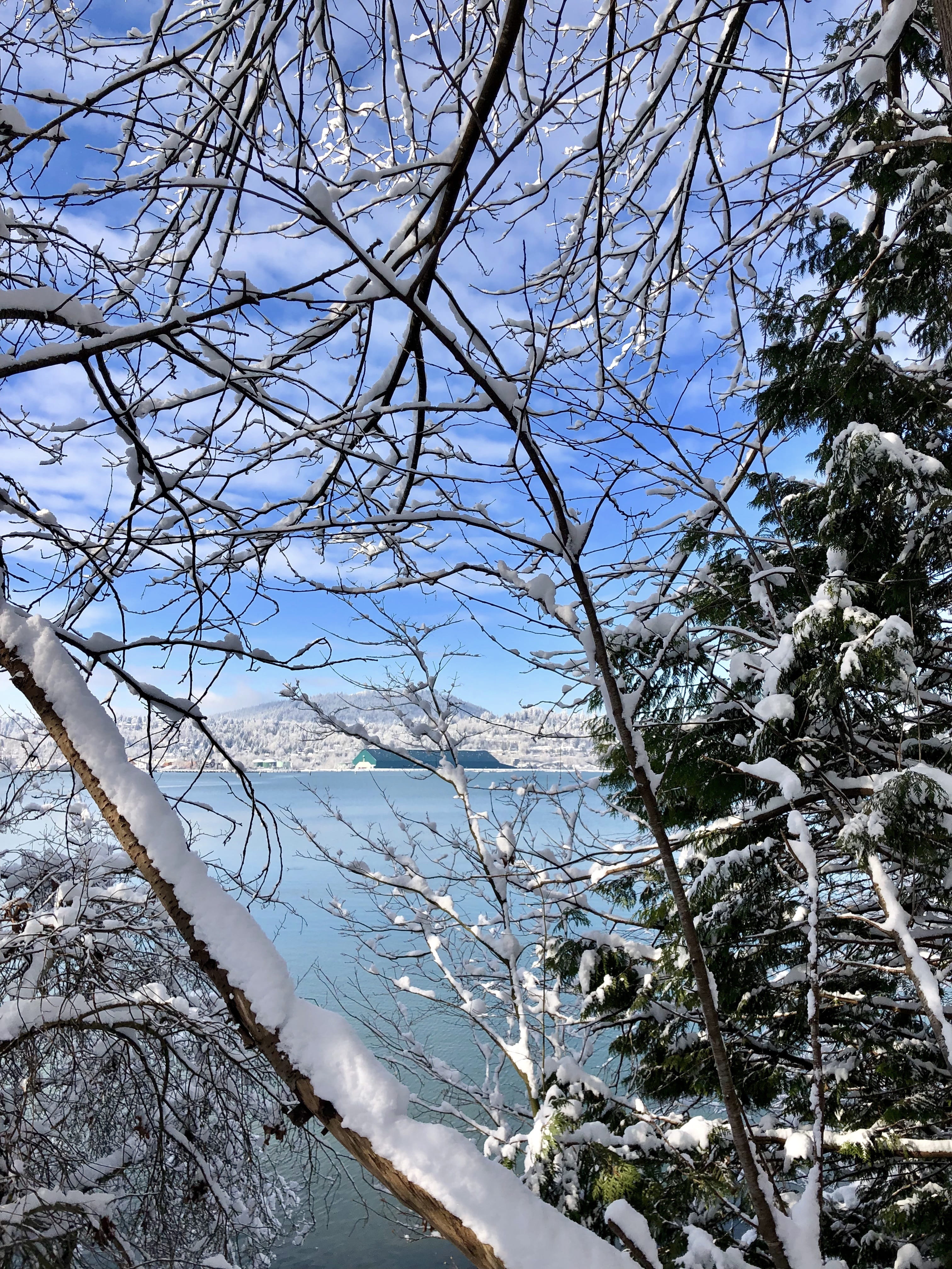 canada, tranquil scene, outdoors, winter, scenics - nature, sky, port moody, branch, light, outdoor, bare tree, frozen, water, beauty in nature, branches, Phone HD Wallpaper