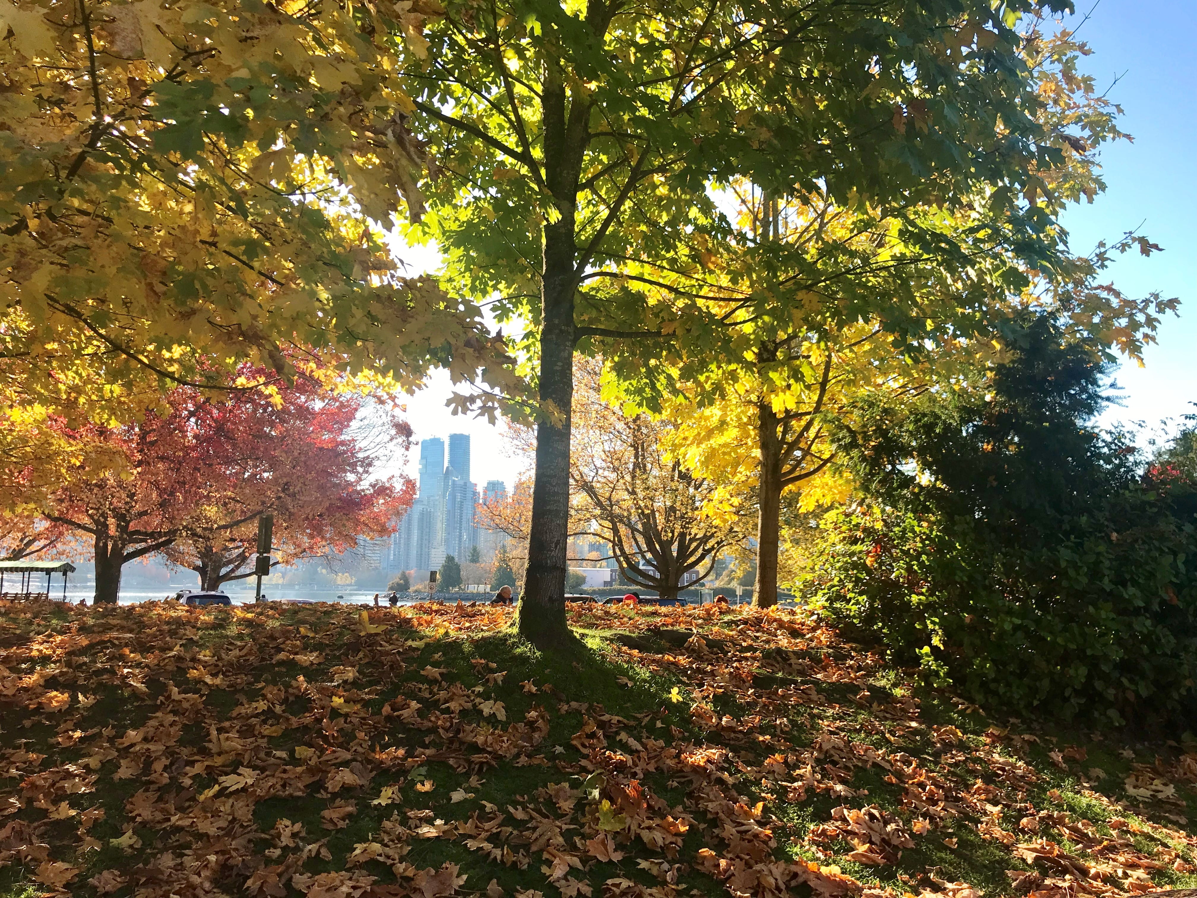 autumn, tranquil scene, tranquility, 4K, autumn park, fall, growth, beauty in nature, no people, leaf, autumn leaves, stanley park drive, plant, change, HD Wallpaper