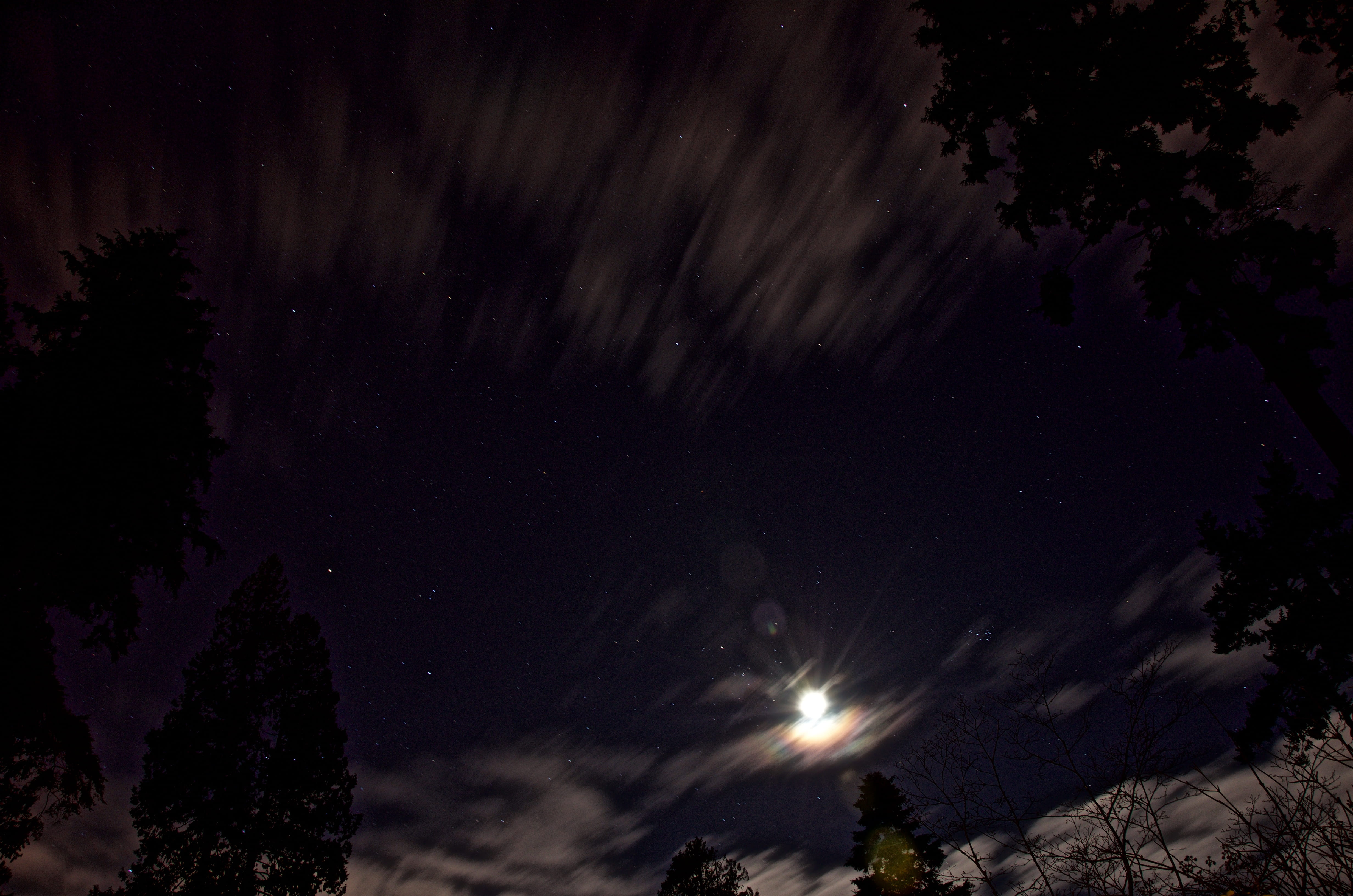 canada, motion, low angle view, star - space, space and astronomy, nature, 4K, vancouver, night sky, scenics - nature, tree, stanley park, moonlight, star field, HD Wallpaper