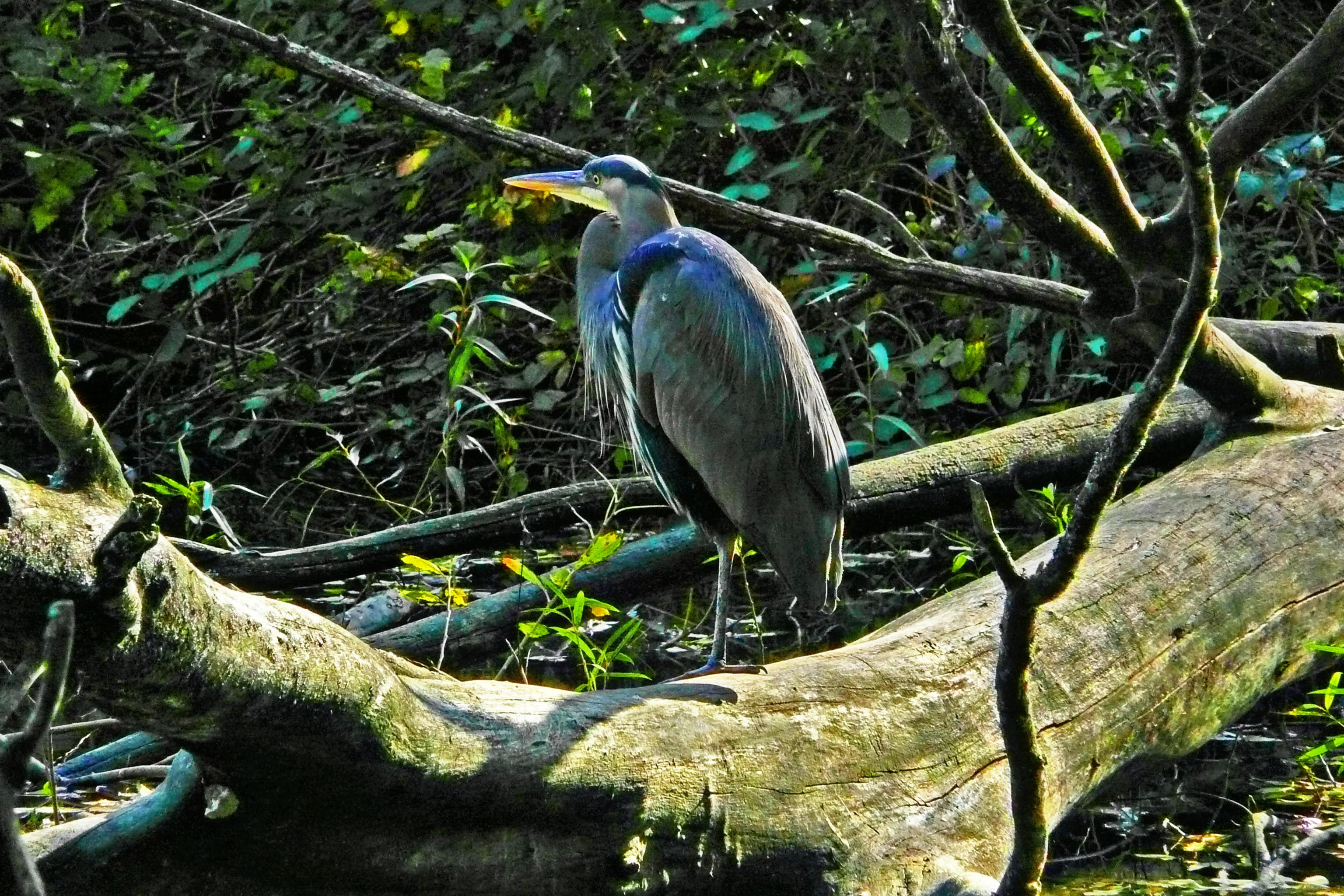 bird, blue heron, no people, stanley park, pond, canada, branch, 2K, perching, animal themes, outdoors, beauty in nature, heron, nature, animals in the wild, HD Wallpaper