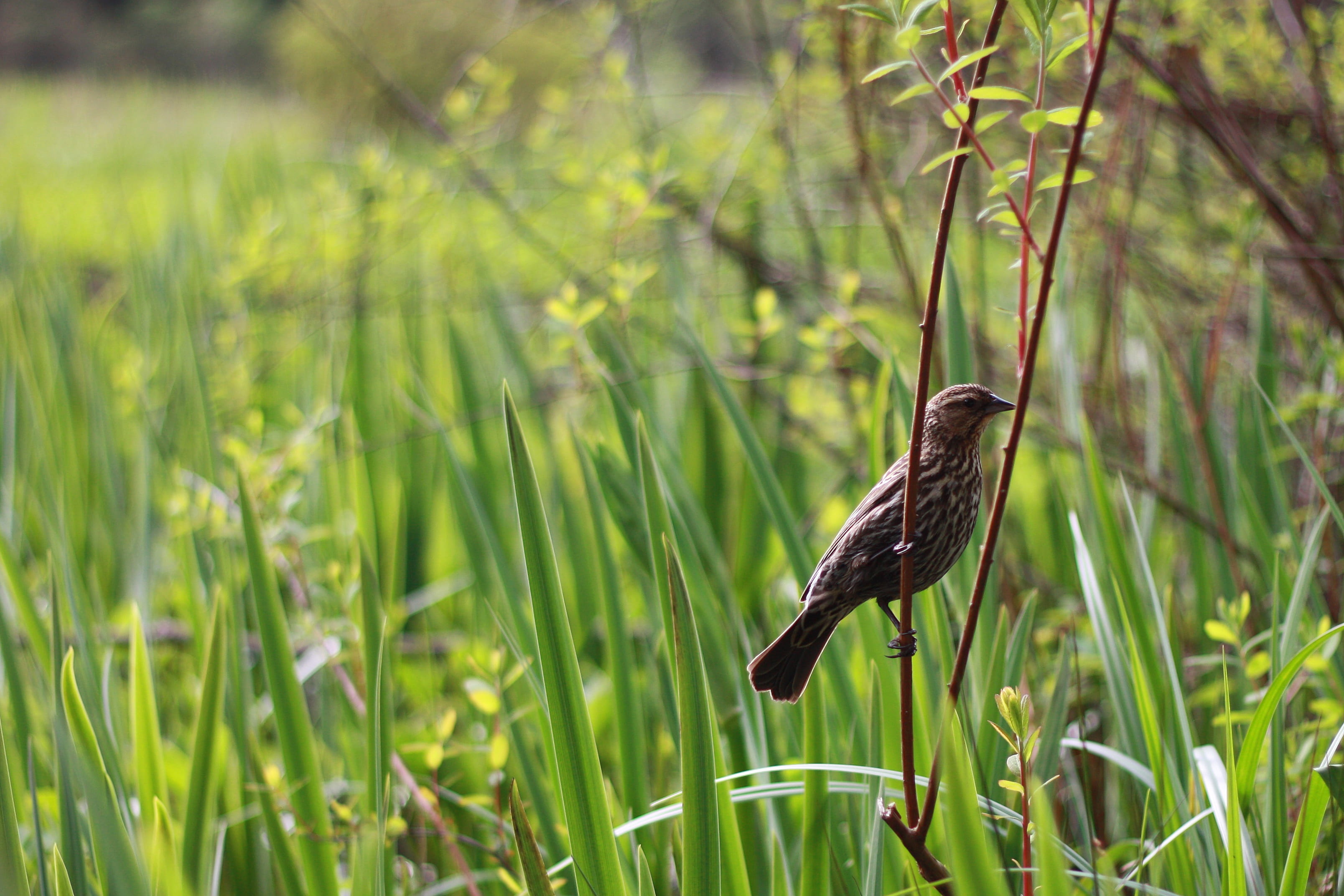 day, feather, green, vertebrate, animal themes, wildlife, beak, no people, nature, animals in the wild, grass, land, lake, focus on foreground, animal wildlife, HD Wallpaper