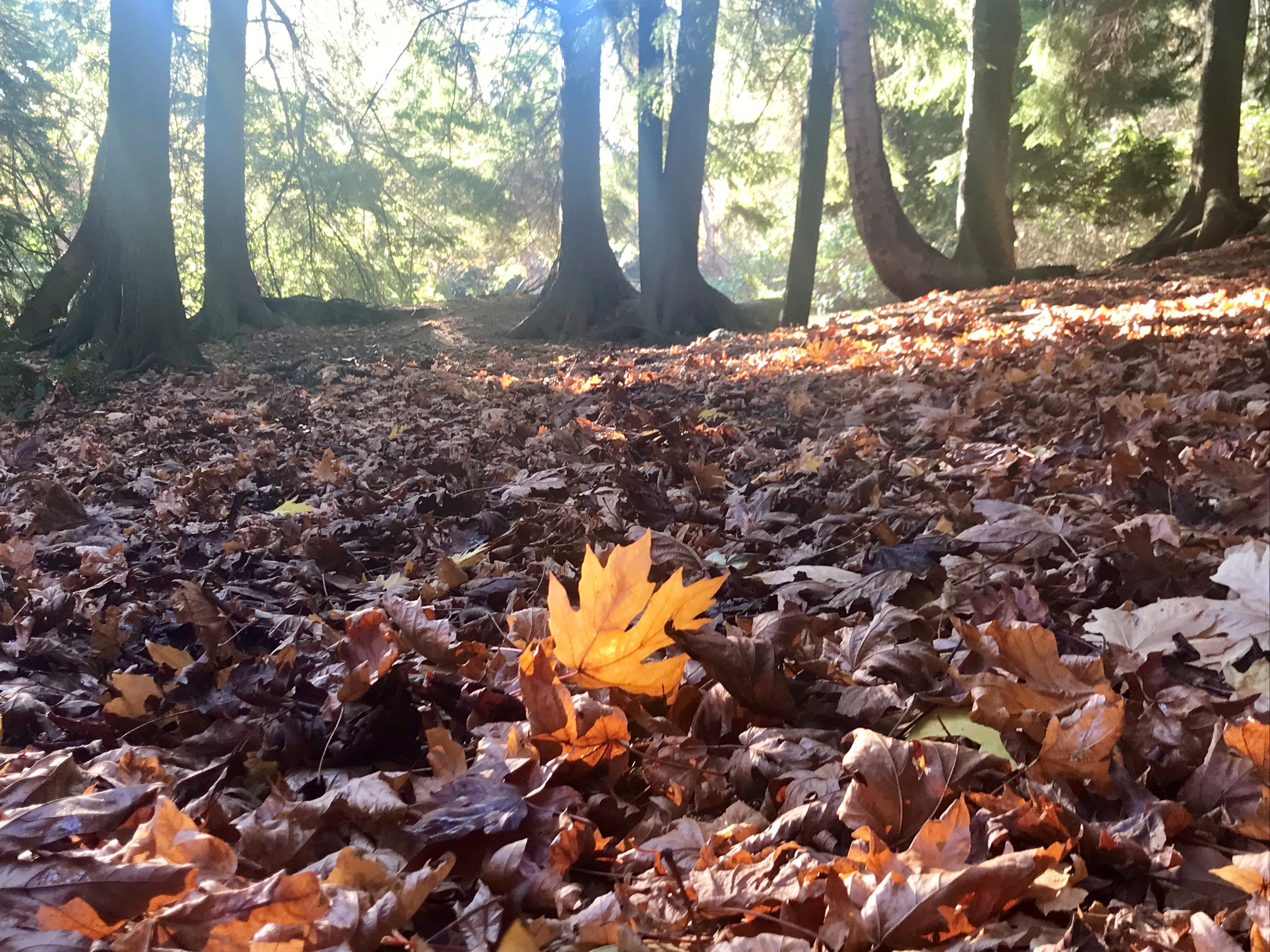 morning light, vancouver, nature, beauty in nature, yellow, no people, fall, change, woodland, leaf, leaves, stanley park drive, tranquility, tree, forest, HD Wallpaper