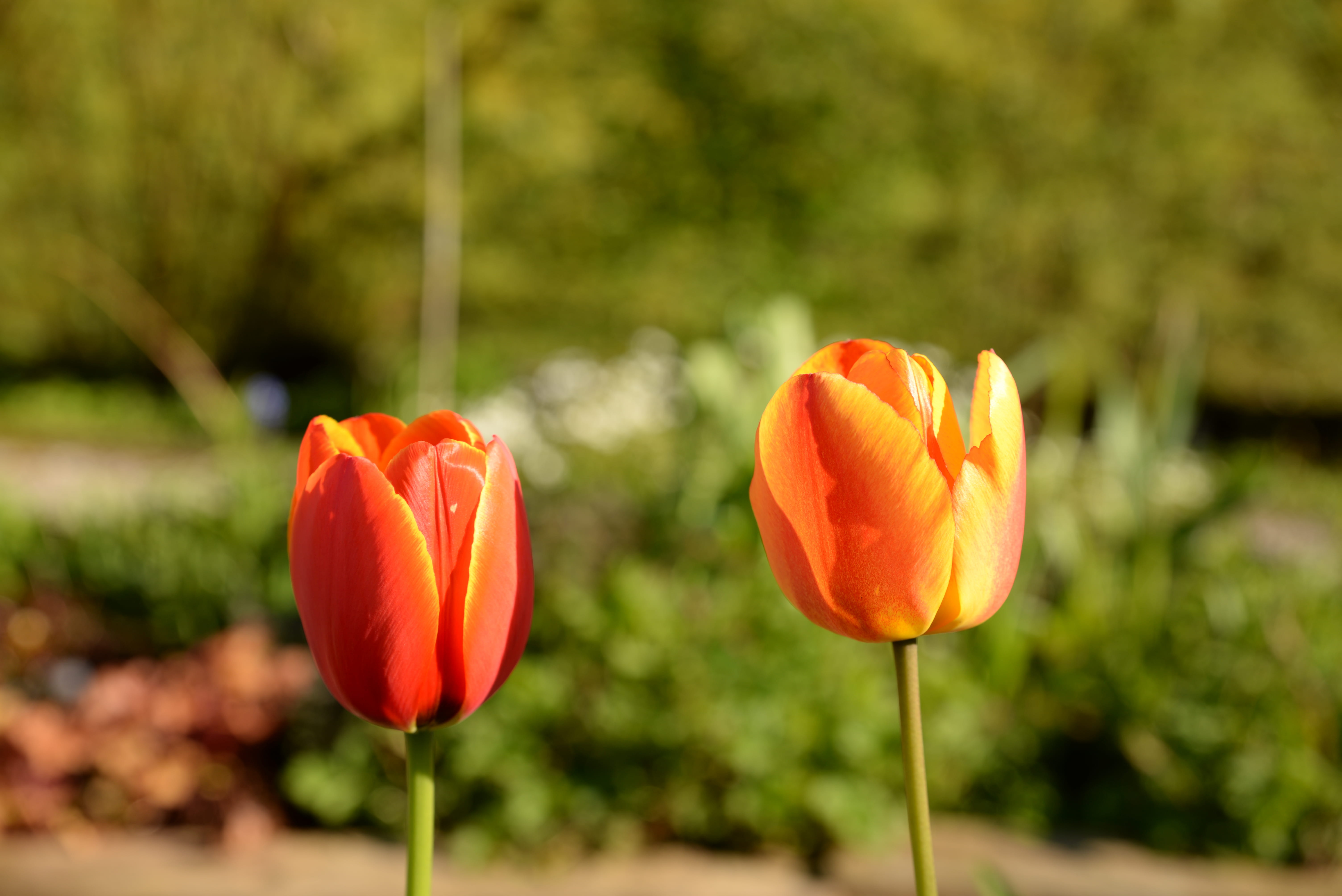 beauty in nature, orange, vancouver, plant, nature, tulip, freshness, focus on foreground, flower, petal, day, growth, vulnerability, inflorescence, orange color, HD Wallpaper