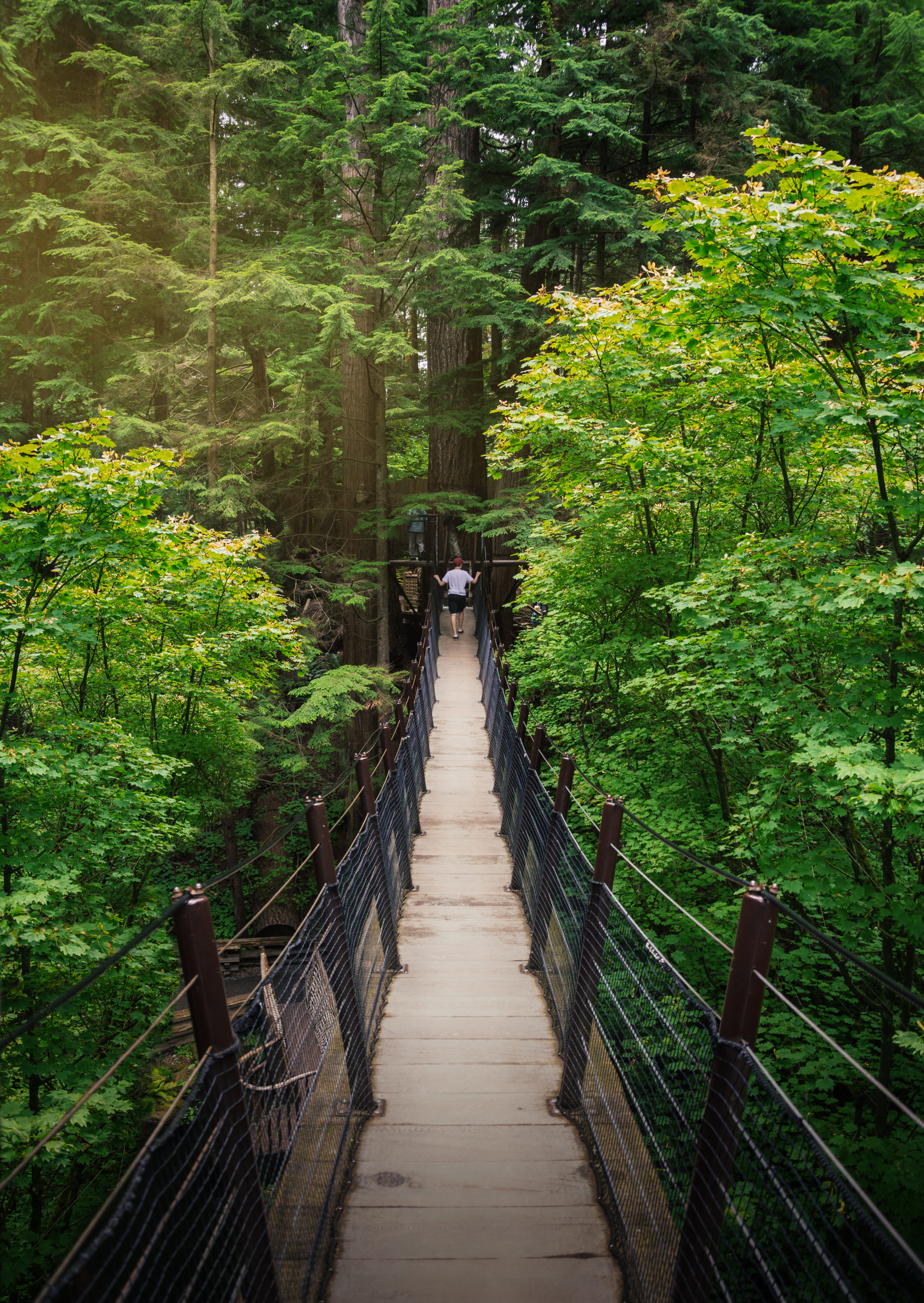 canada, forest, west vancouver, foliage, ecology, tree, capilano, lush foliage, 5K, diminishing perspective, love, outdoors, footbridge, built structure, Phone HD Wallpaper