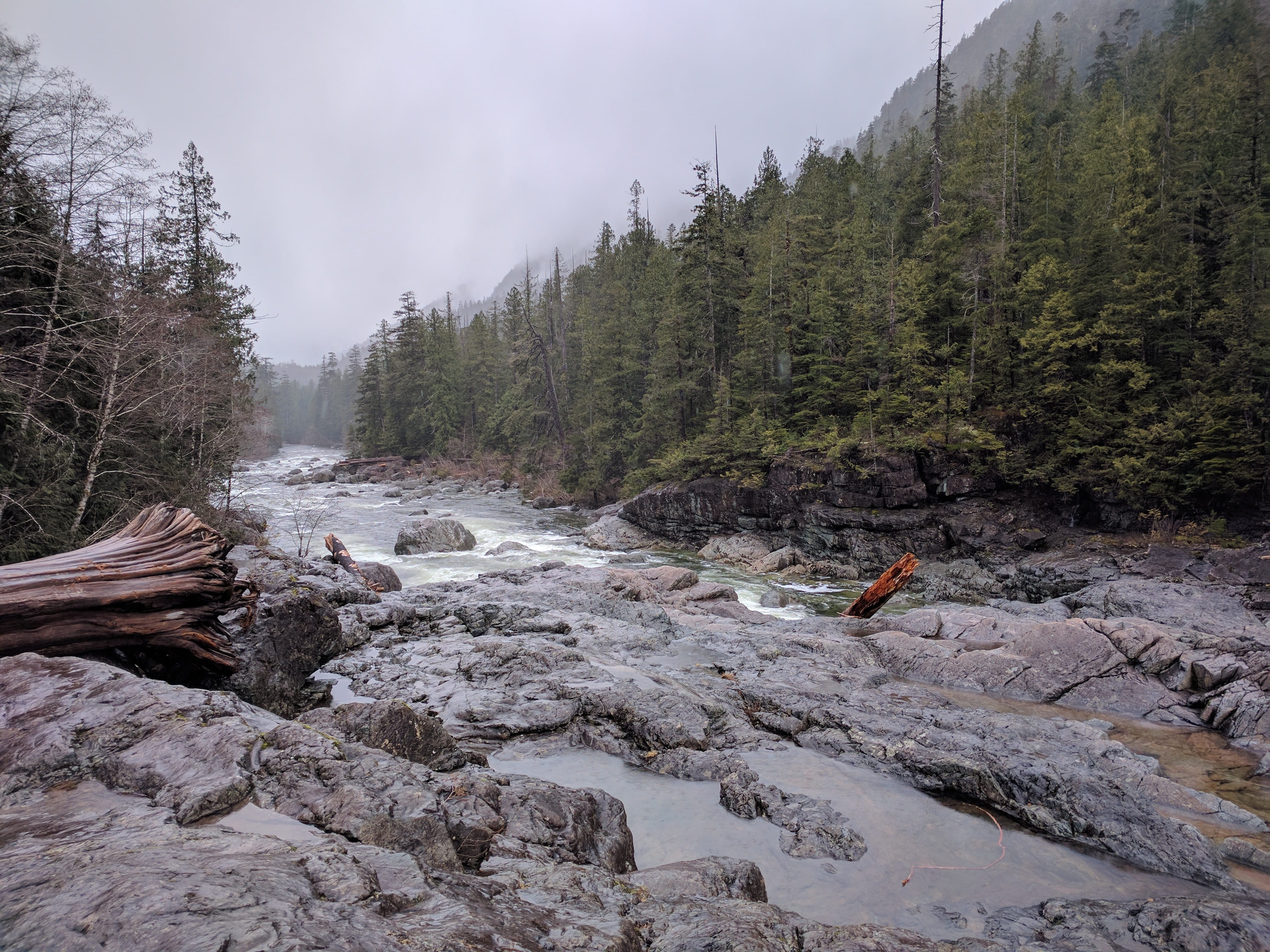 foggy, growth, sky, logs, river, solid, vancouver island, beauty in nature, tofino, no people, plant, flowing water, nature, scenics - nature, wet, day, HD Wallpaper