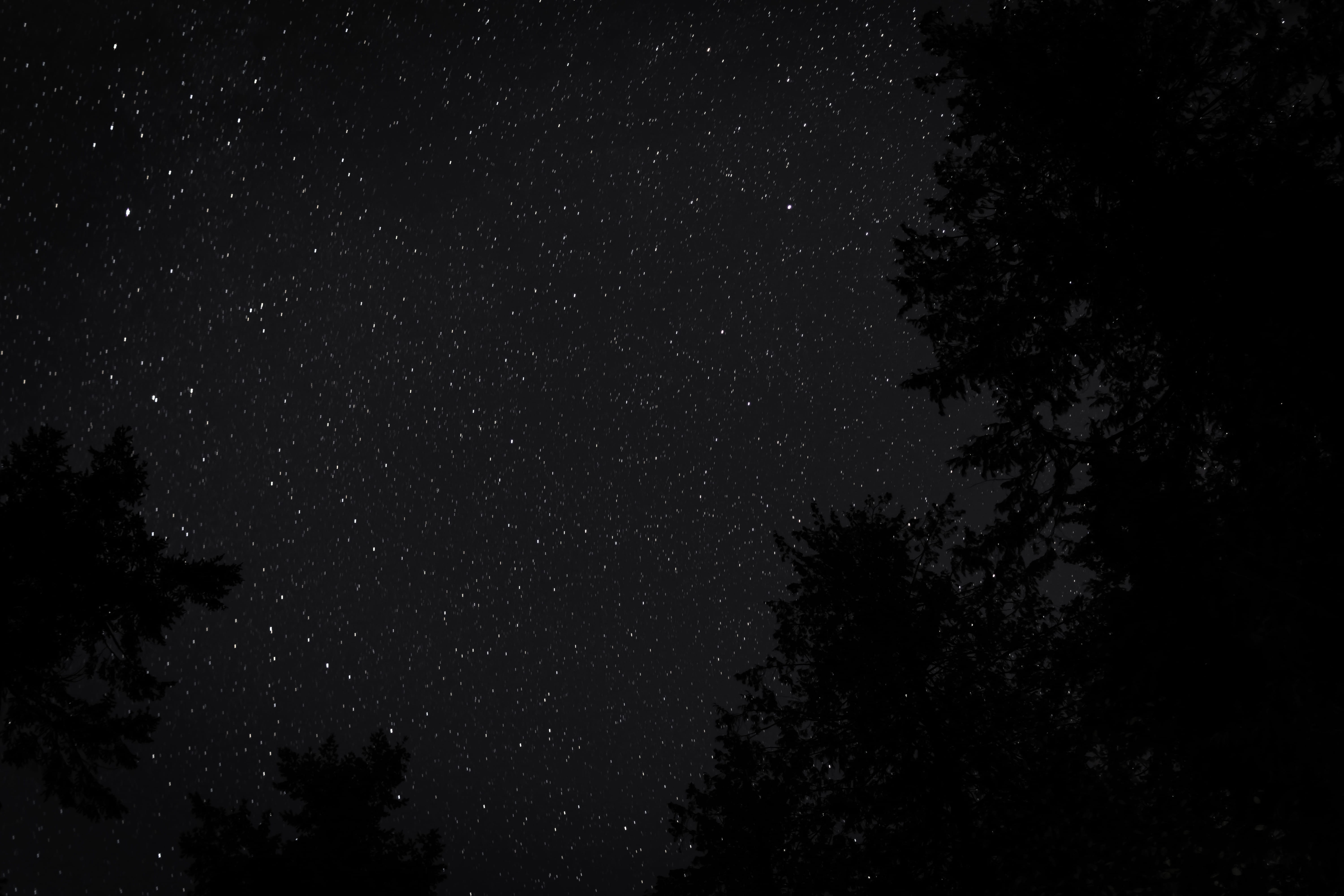land, outer space, 5K, plant, vancouver, starry, space, low, nebula, star, space and astronomy, silhouette, nature, star field, canada, starry sky, vegetation, HD Wallpaper
